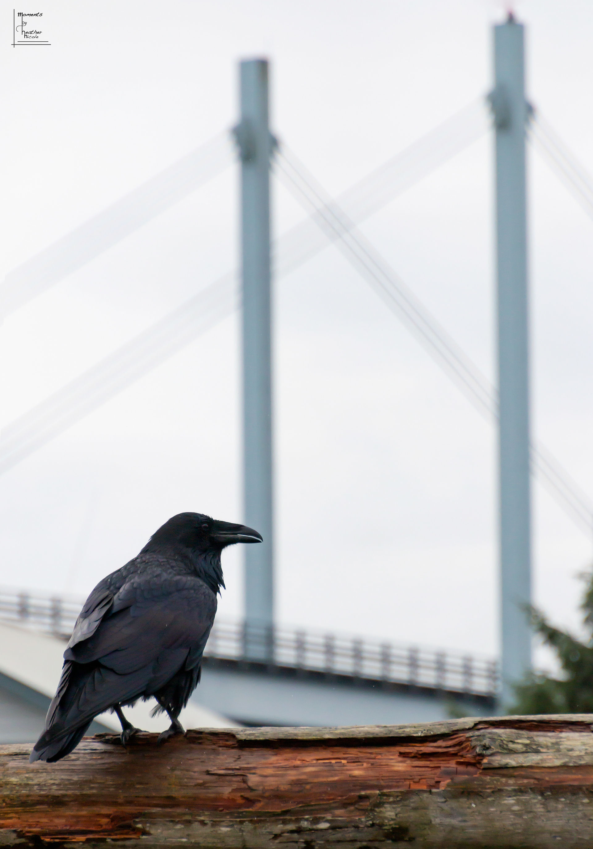 Raven Views