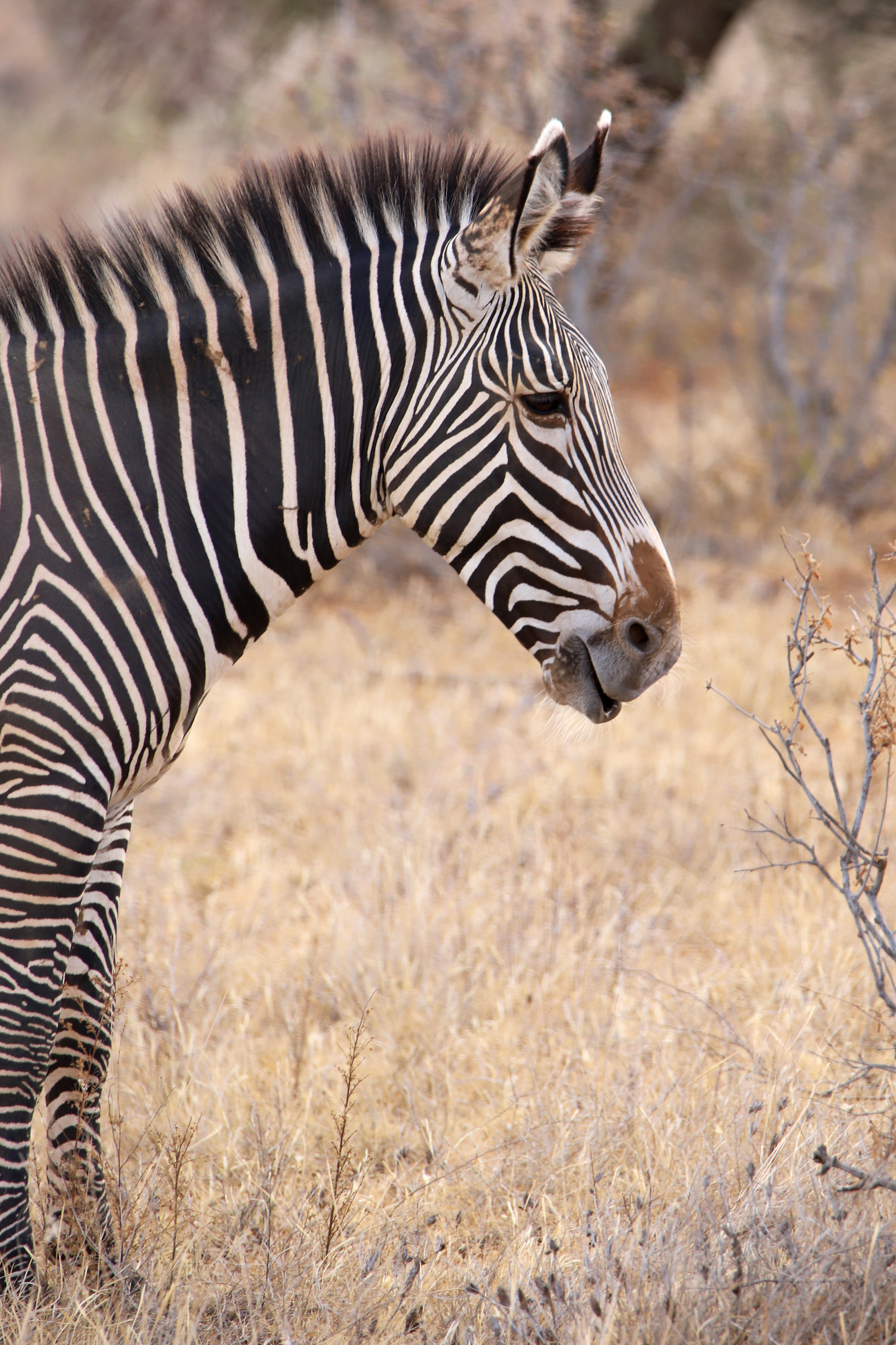 Grevy's Portrait ©MomentsbyHeatherNicole
