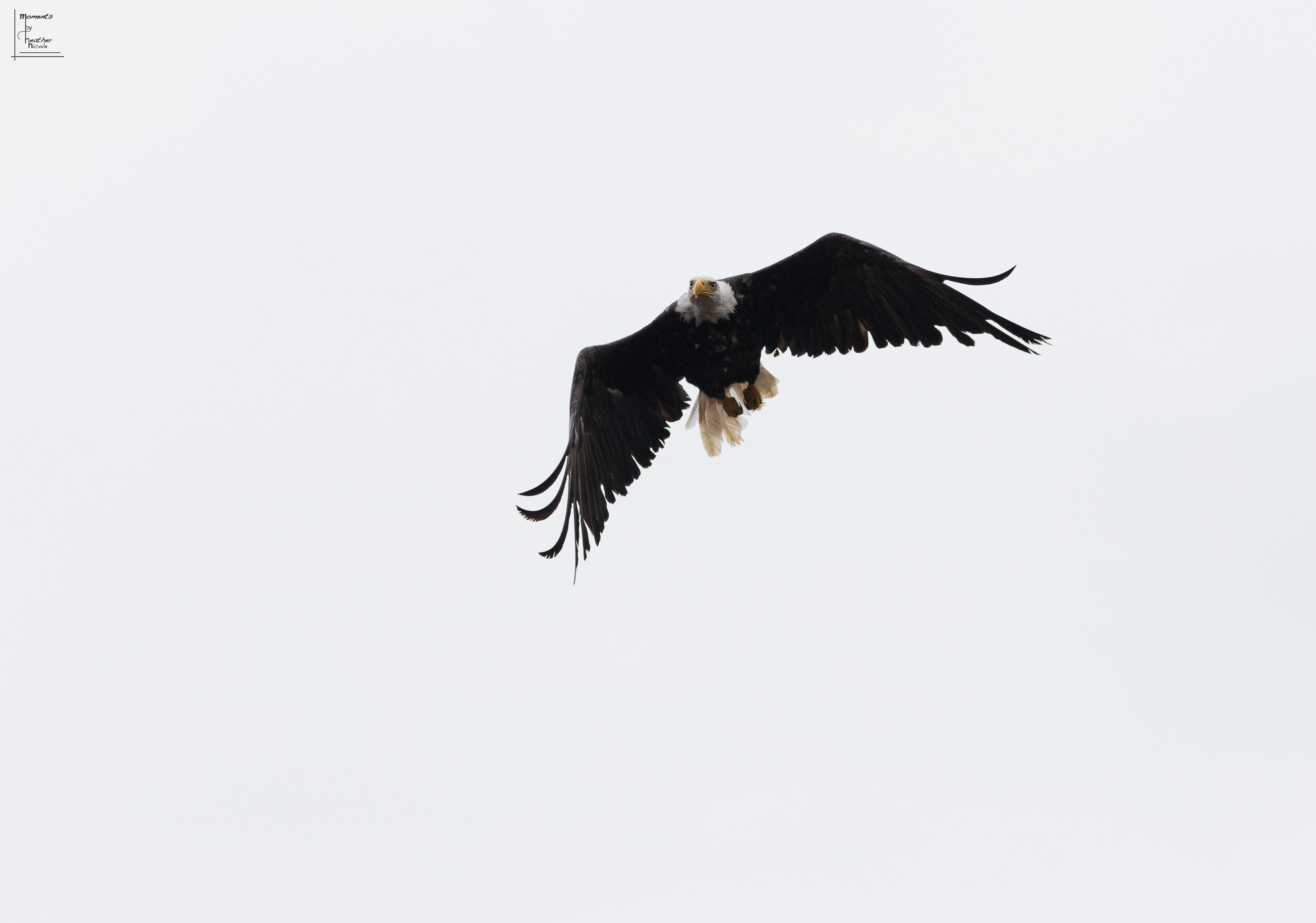 Eagle Flight