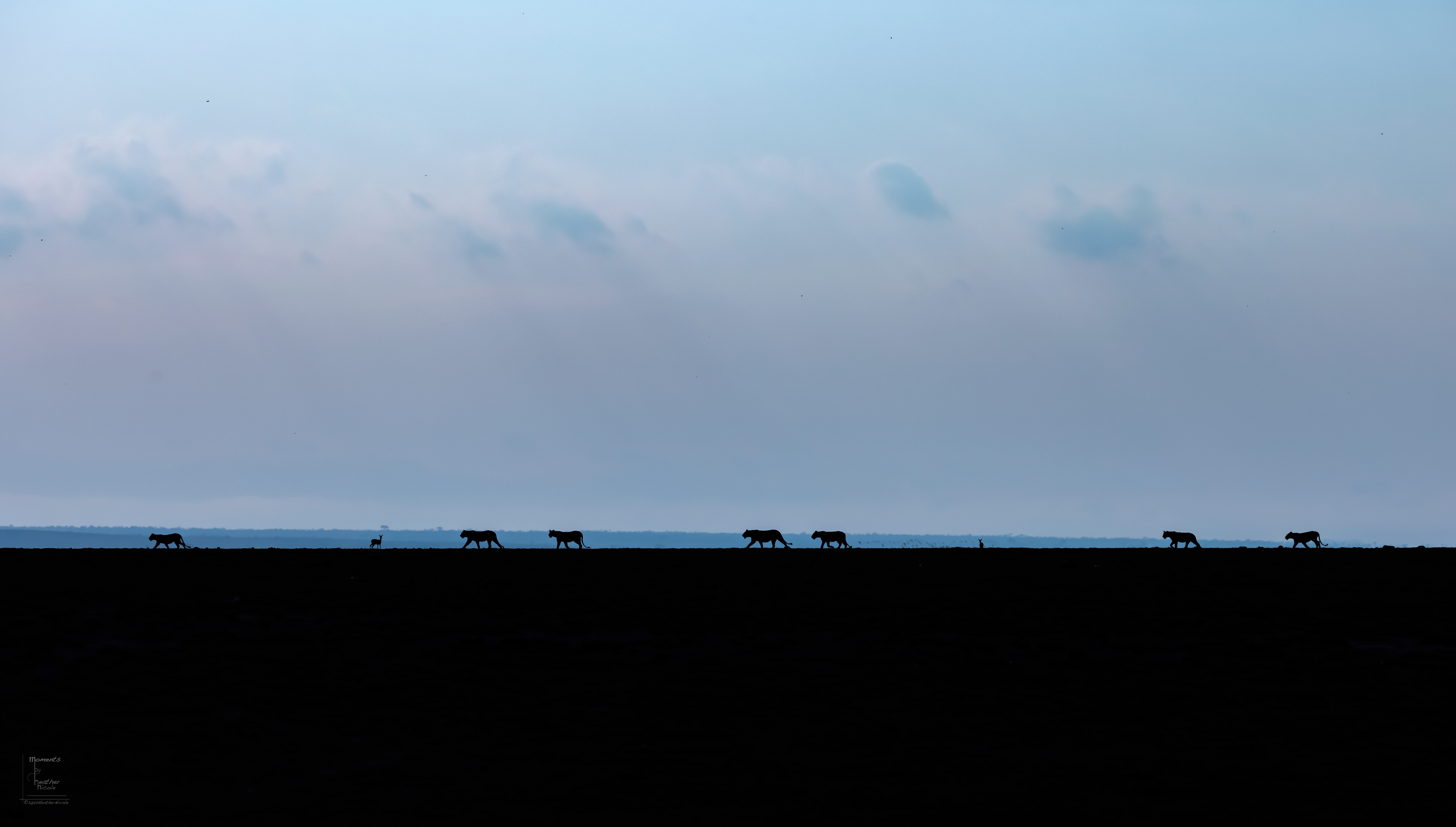 Lions on the Horizon ©MomentsbyHeatherNicole