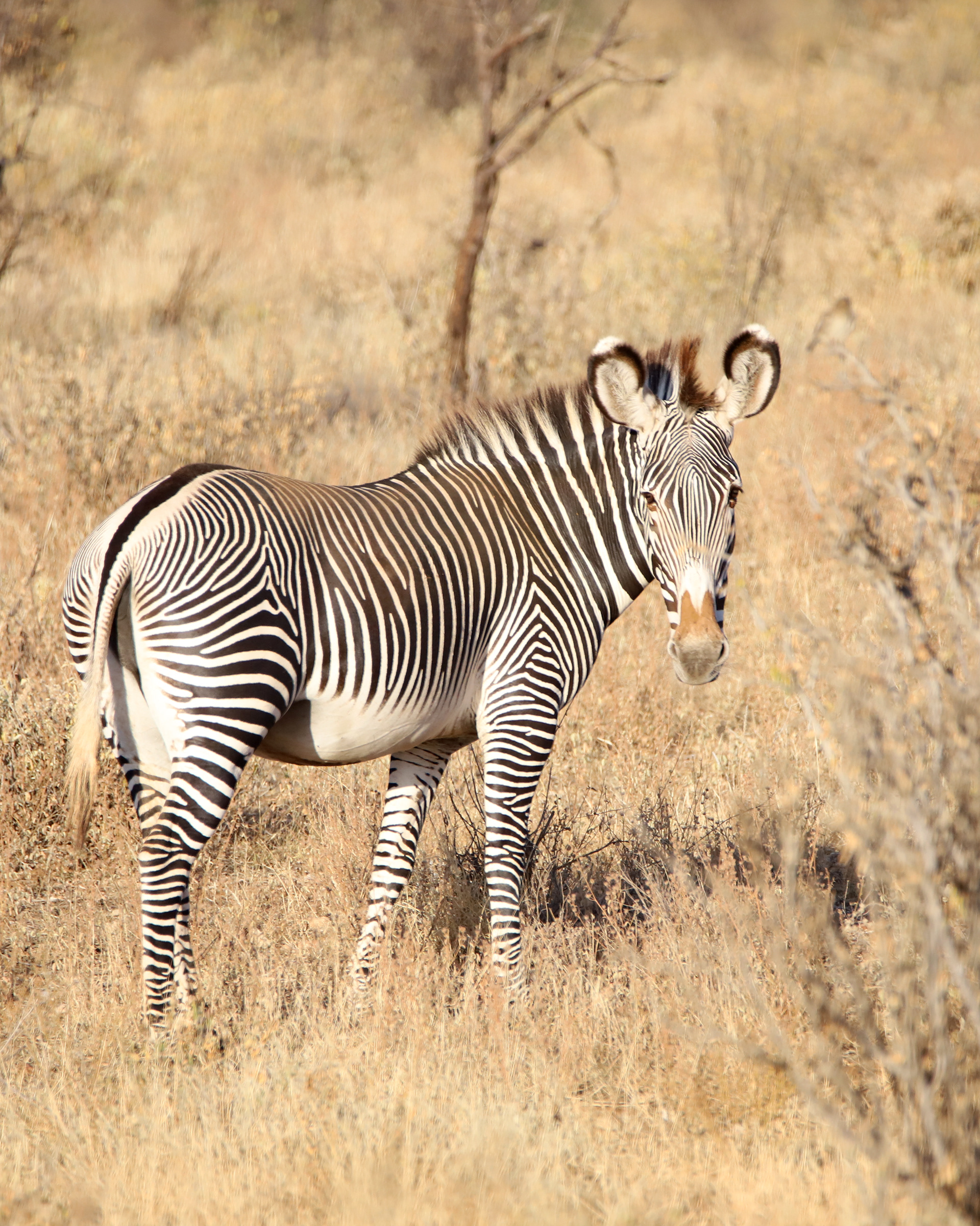 Grevy's Zebra Look ©MomentsbyHeatherNicole
