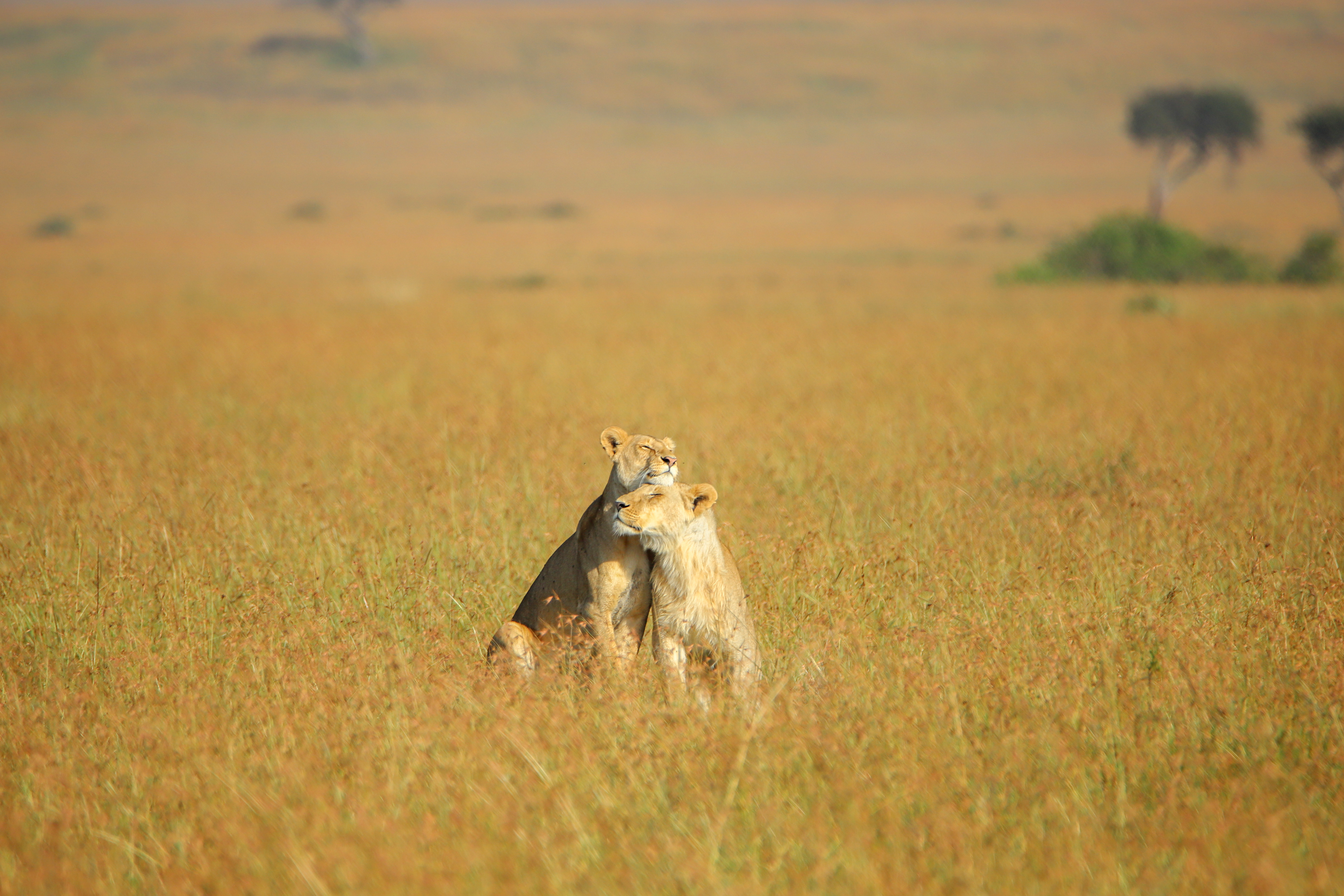 Lion Love