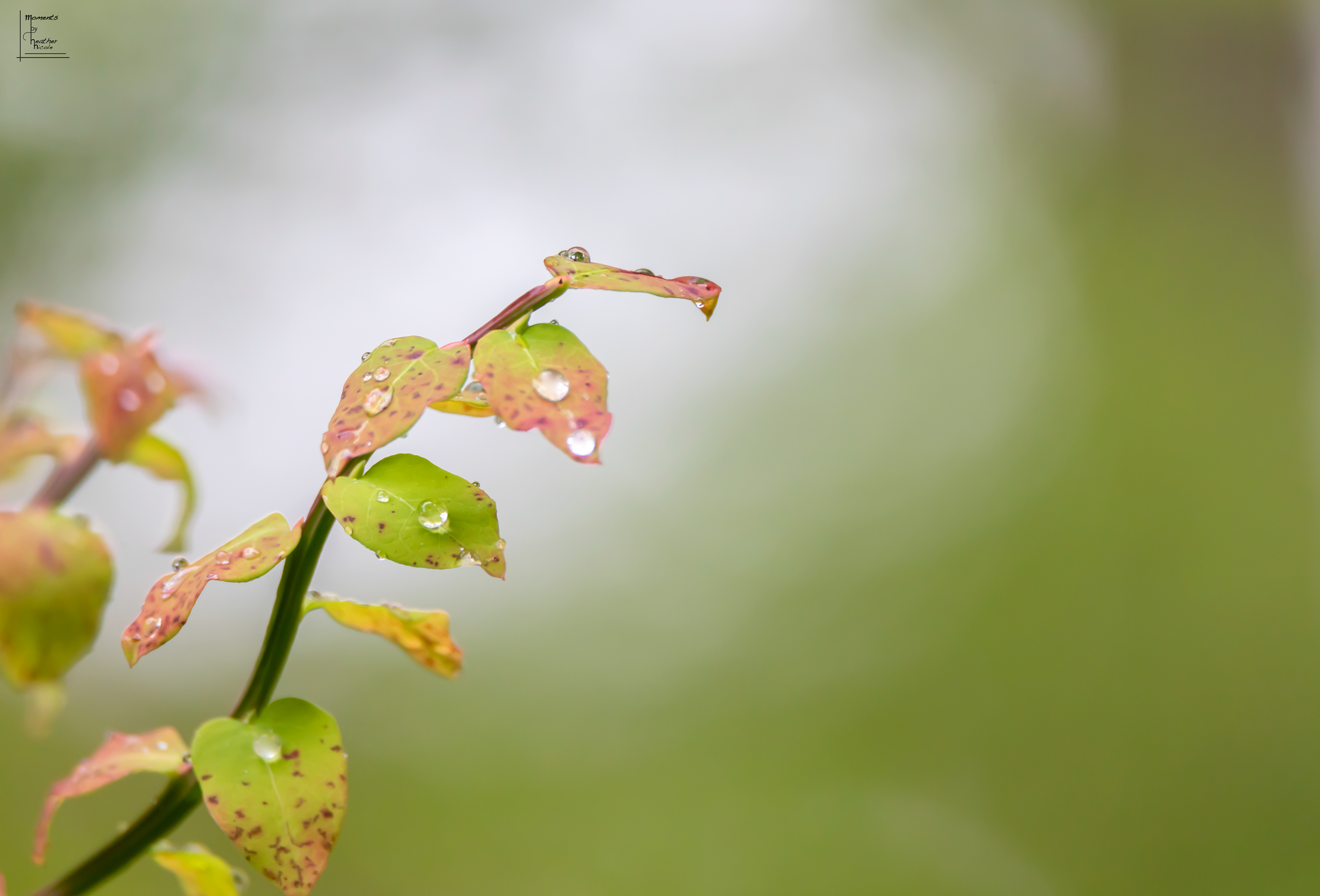 Whimsical - ©MomentsbyHeatherNicole