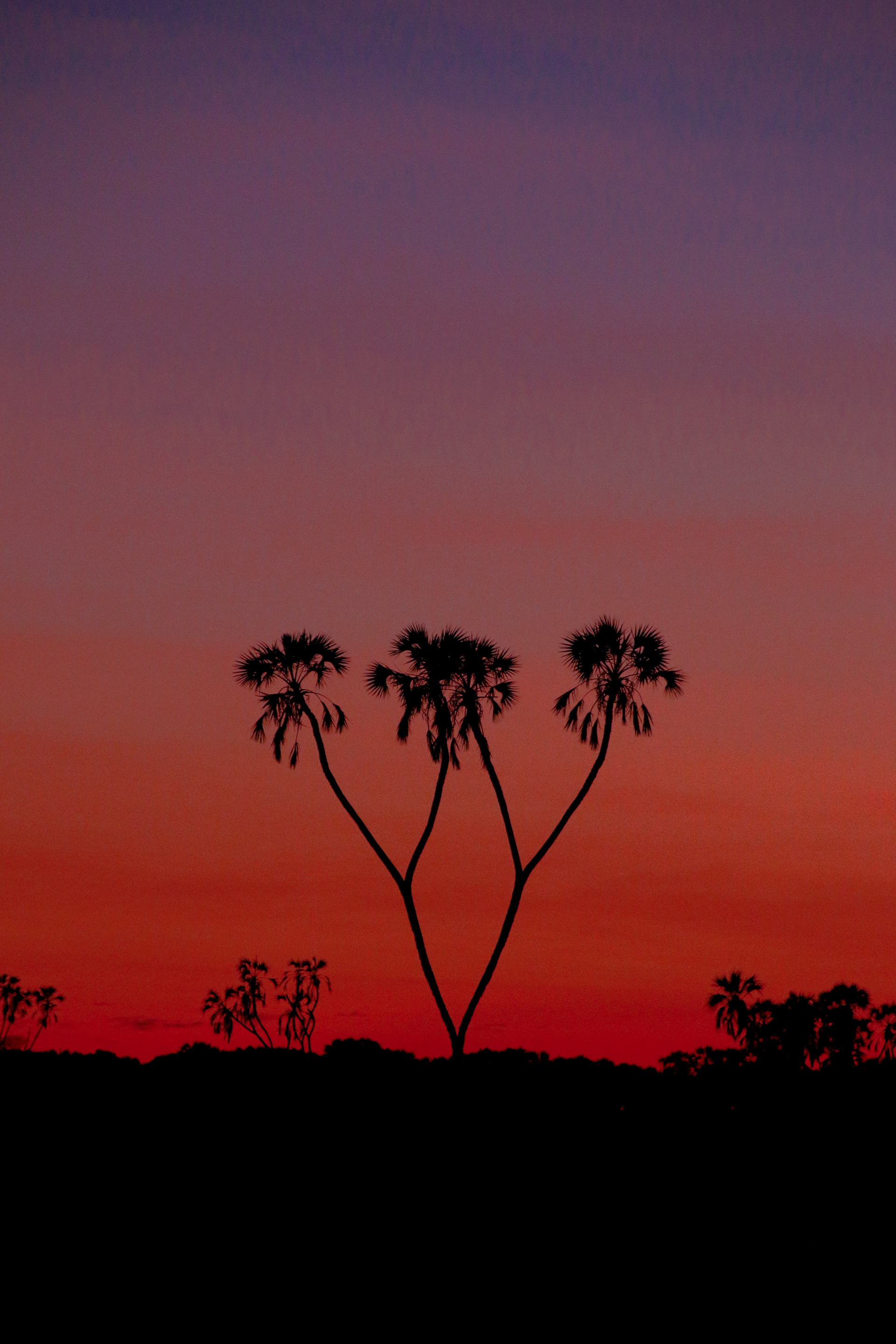 Duam Palm Sunset ©MomentsbHeatherNicole