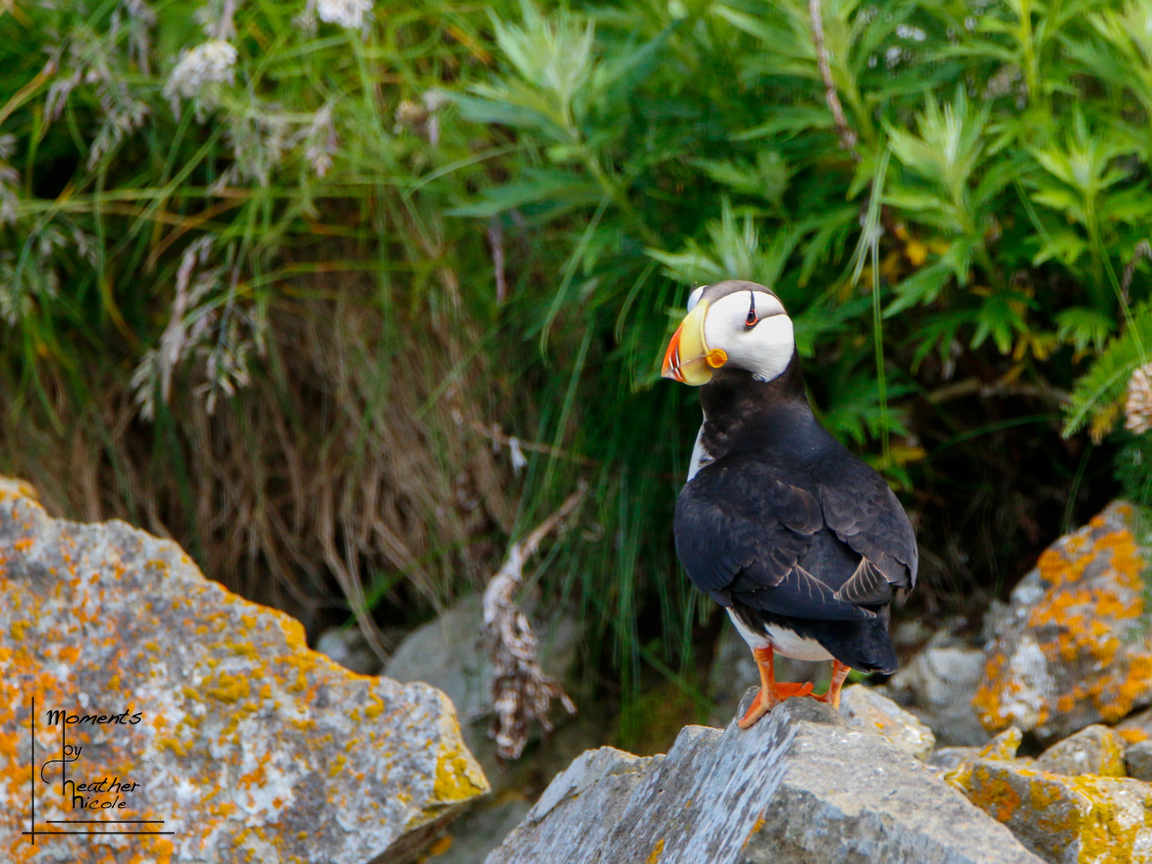 Puffin Portrait - ©MomentsbyHeatherNicole