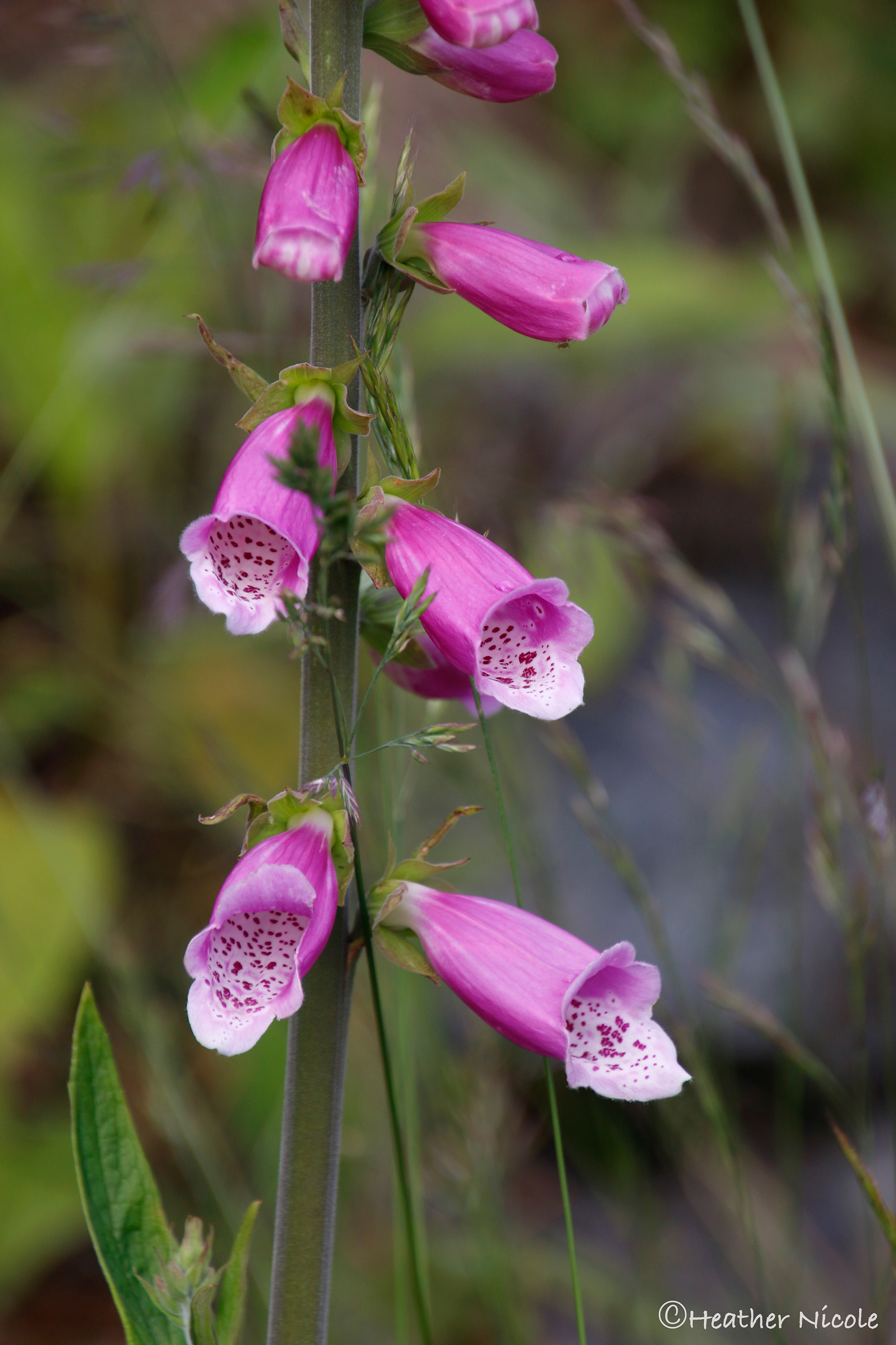 Lupine ©MomentsbyHeatherNicole