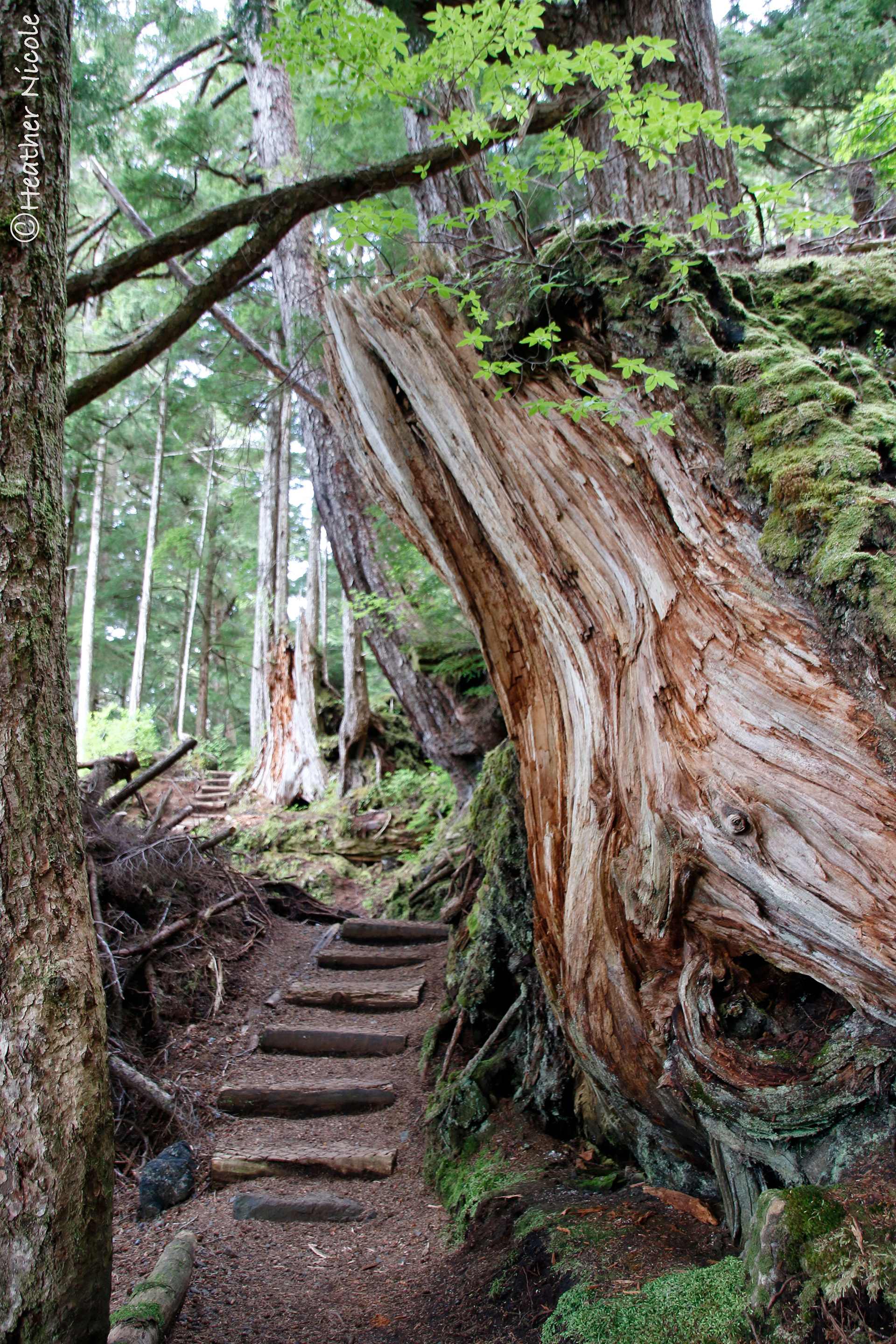 Mosquito Cove Stairway ©MomentsbyHeatherNicole