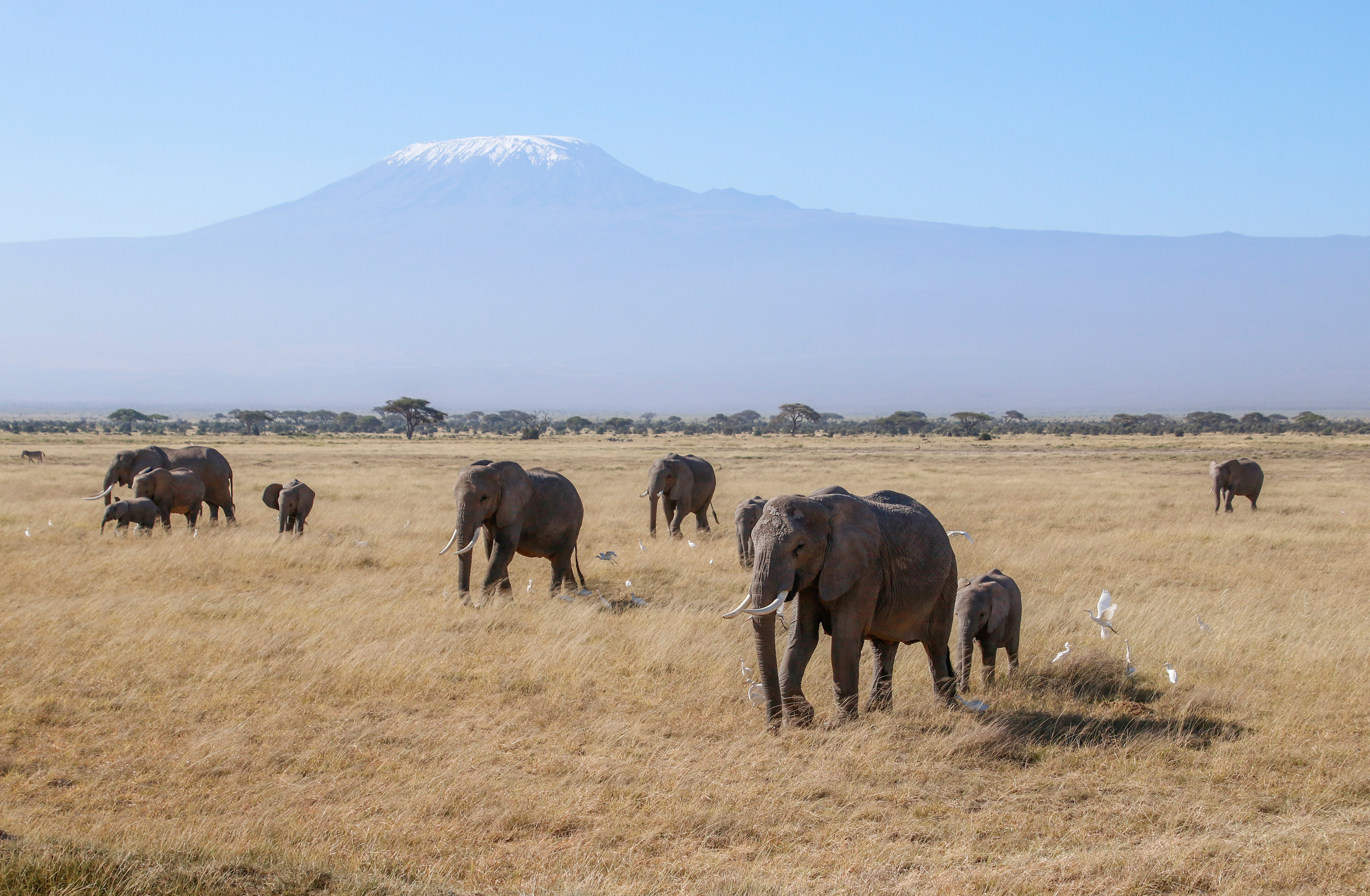 Elephant Landscape ©MomentsbyHeatherNicole