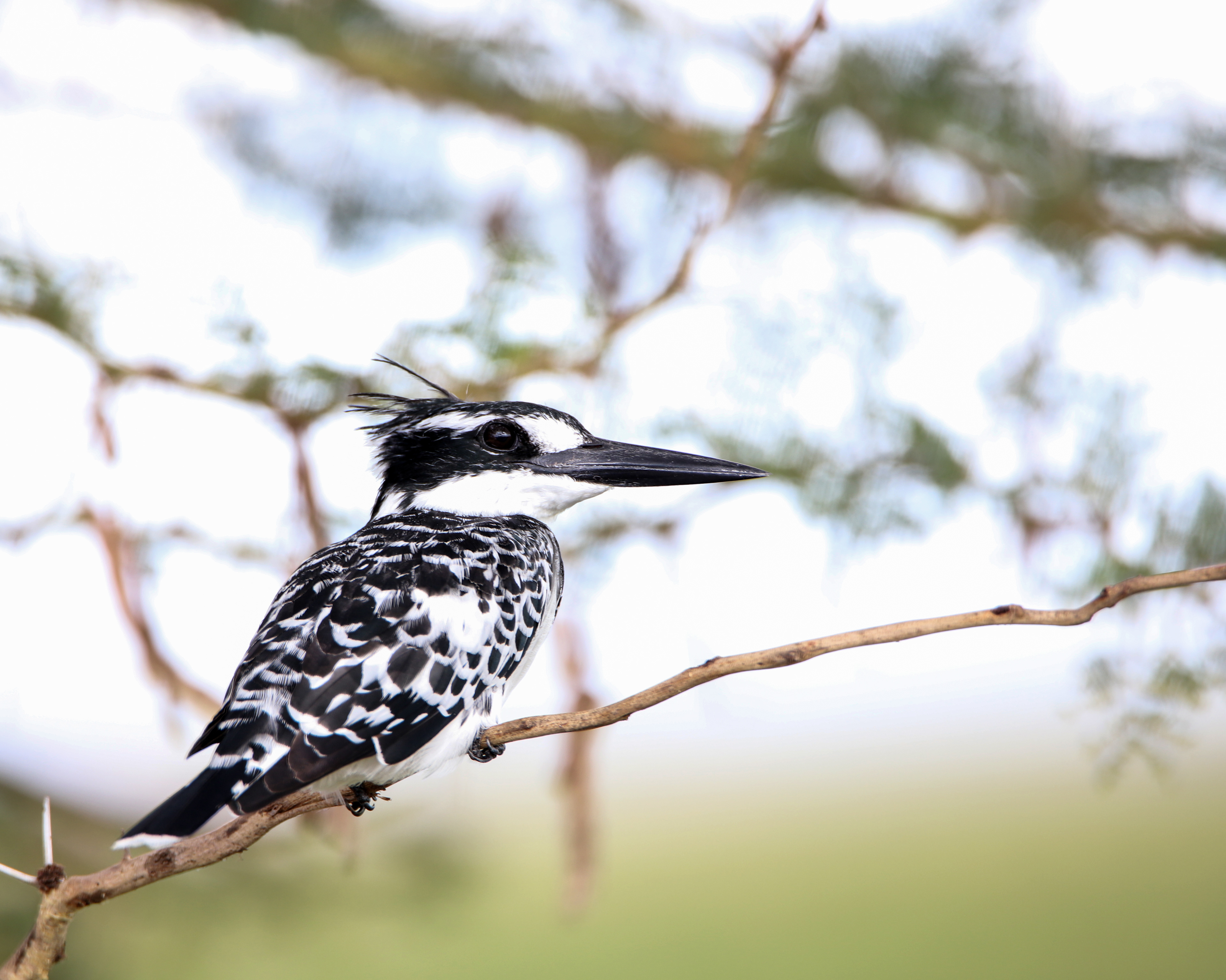 Pied Kingfisher ©MomentsbyHeatherNicole
