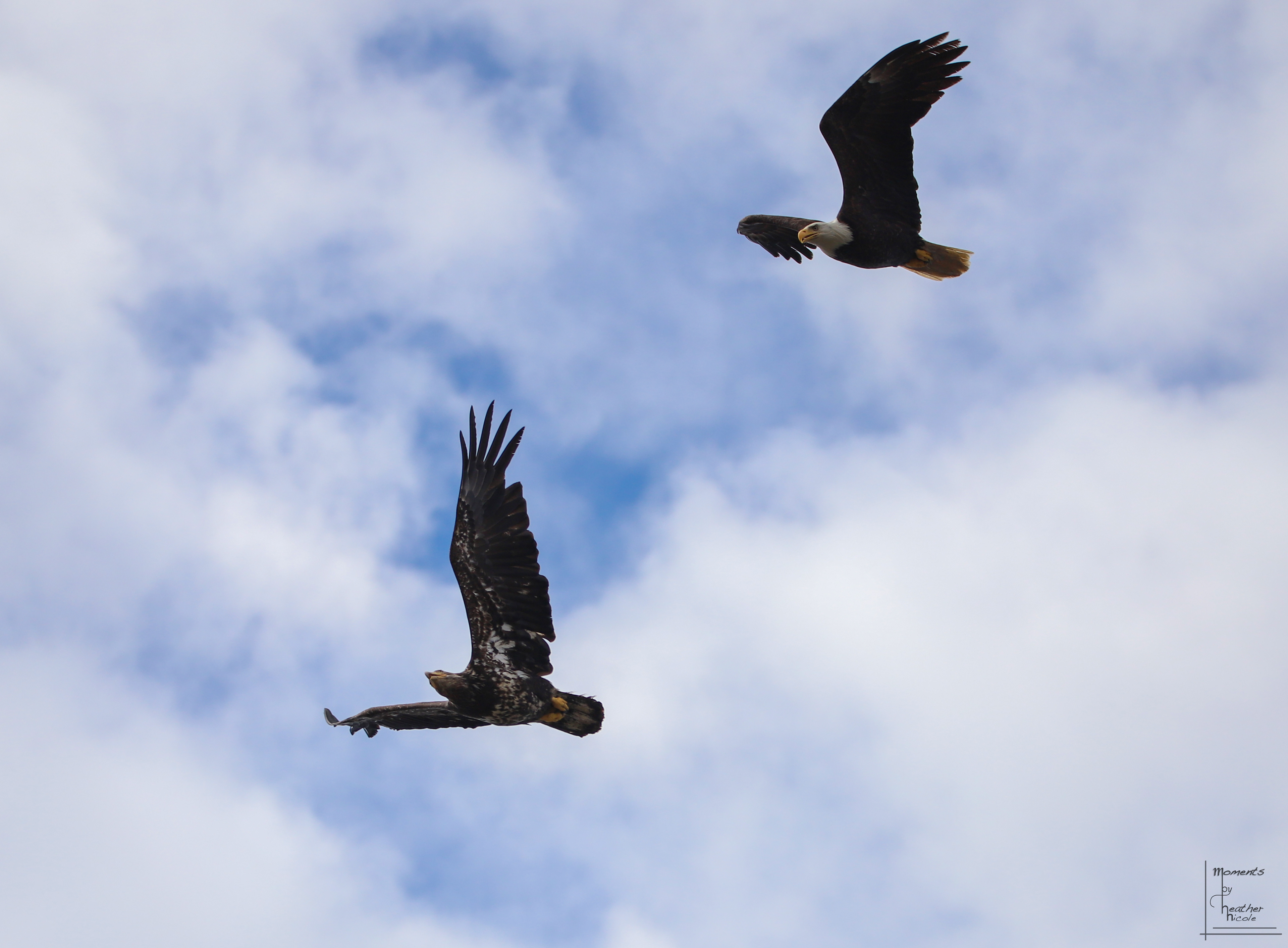 Family Flight ©MomentsbyHeatherNicole