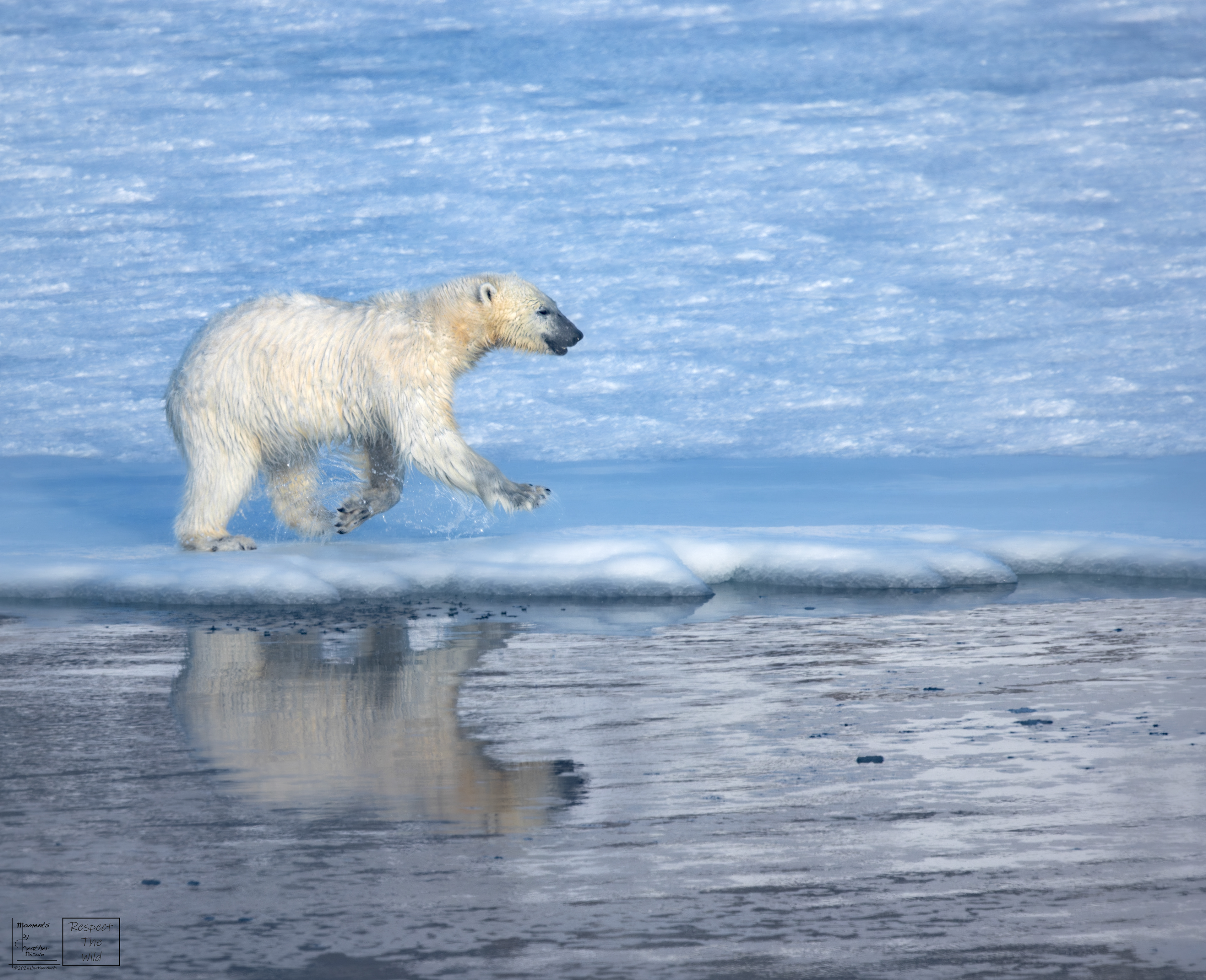 The Clown Bear - ©MomentsbyHeatherNicole