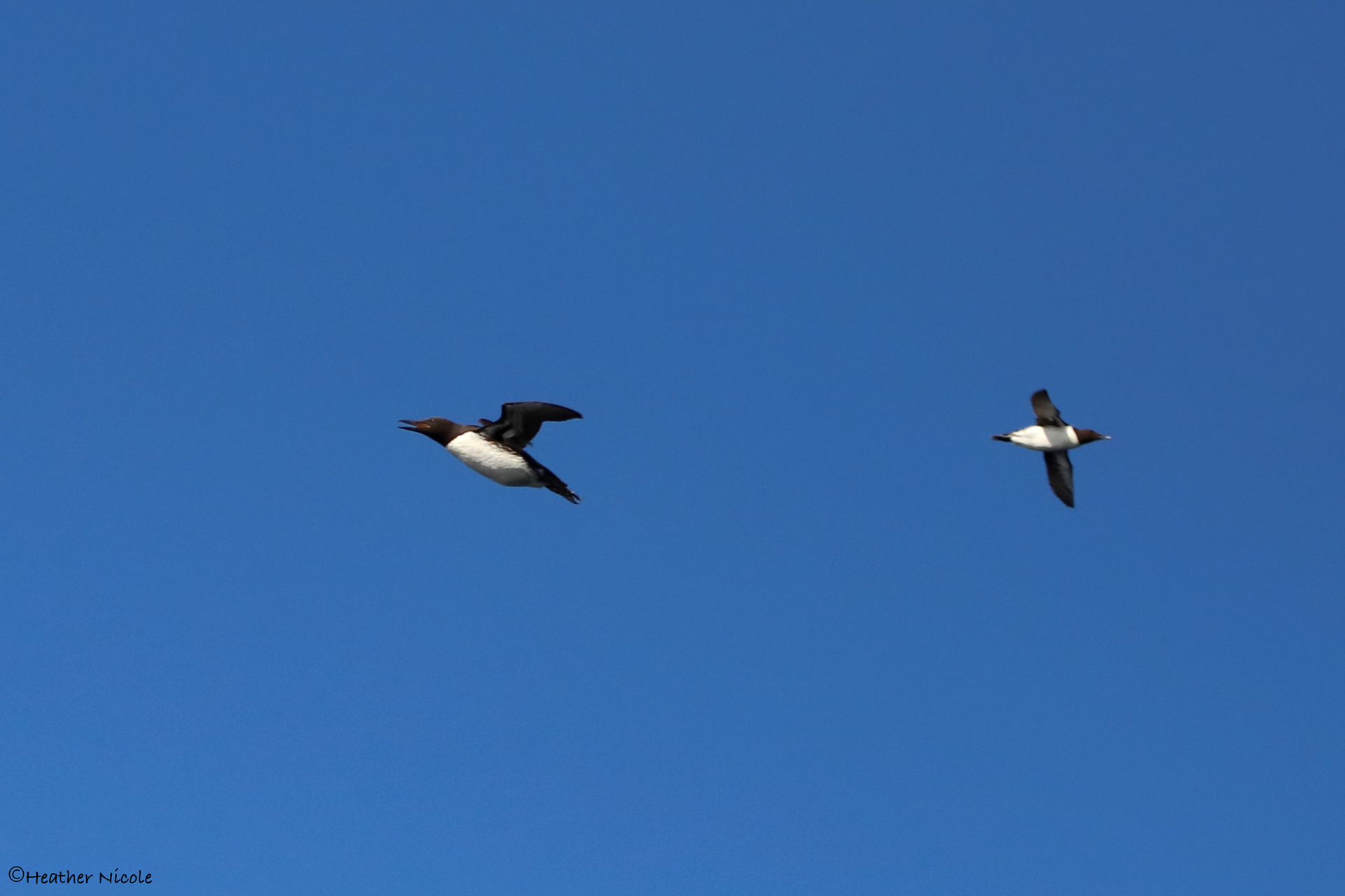 Mures - ©MomentsbyHeatherNicole