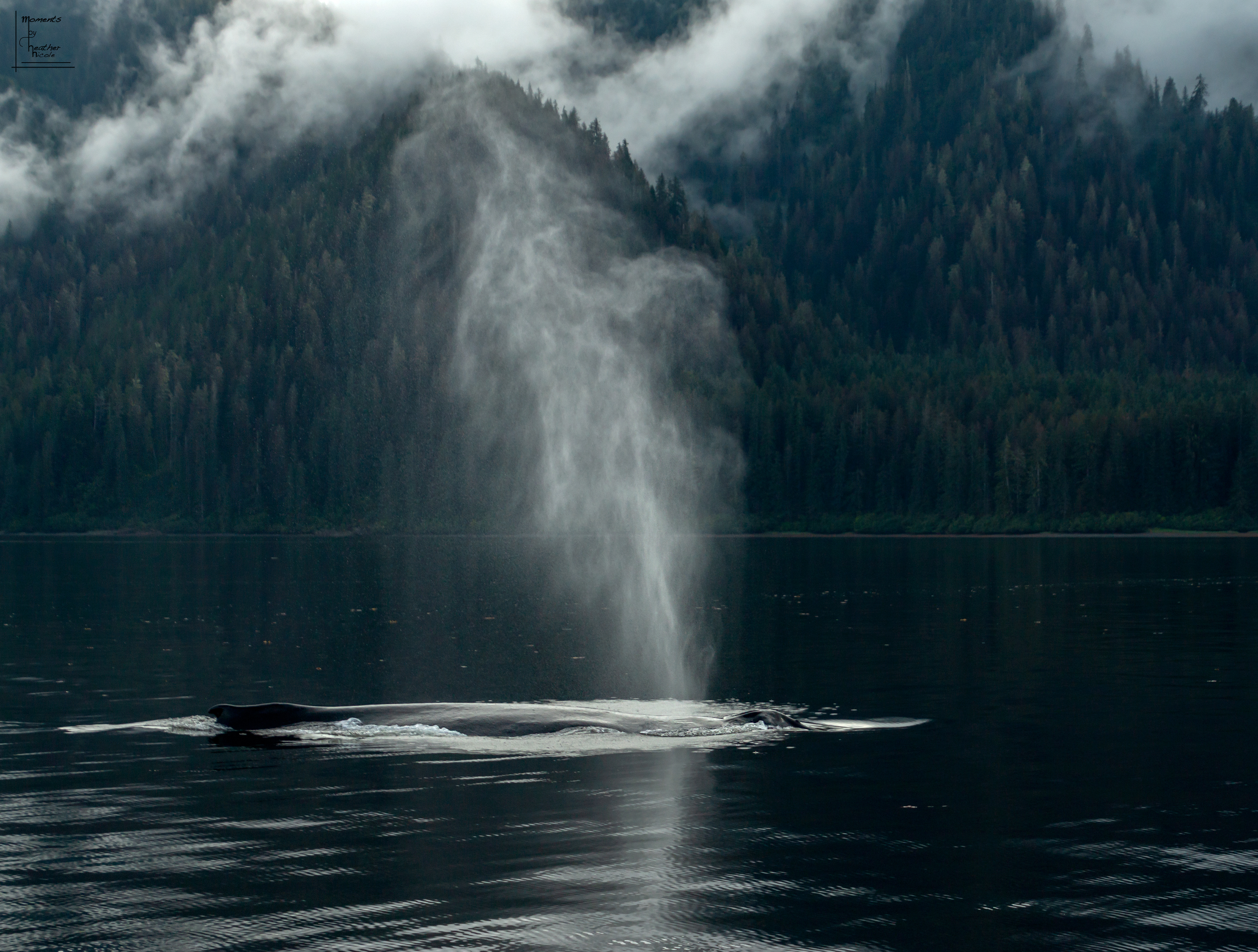 Whale Spout - ©MomentsbyHeatherNicole