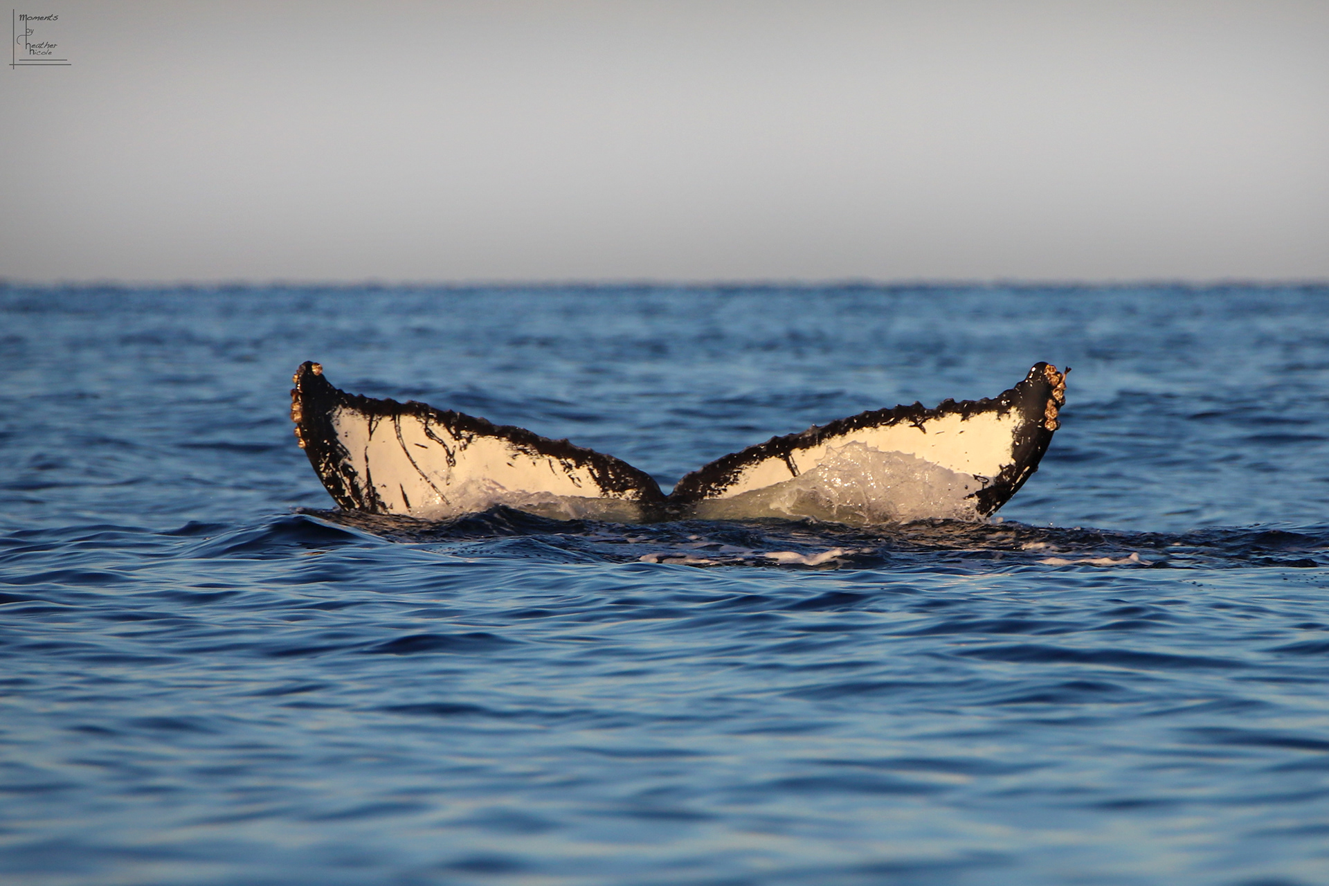 Whale Wave