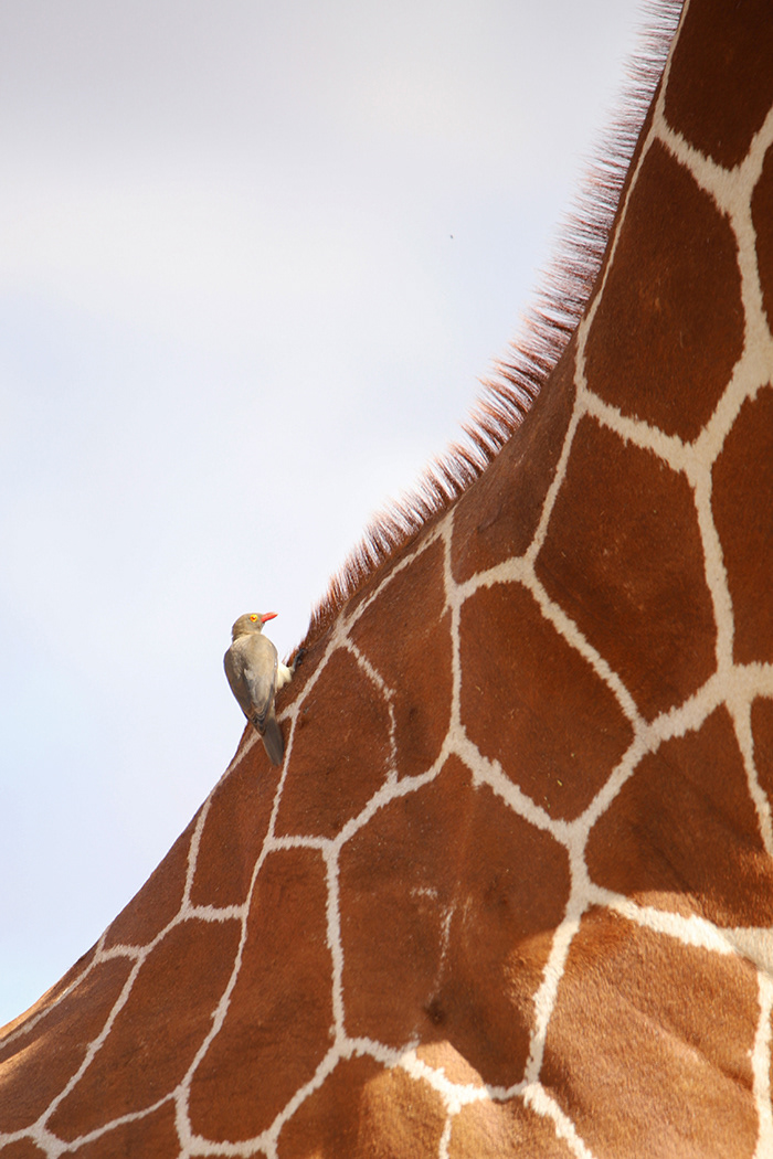 Free Ride - ©MomentsbyHeatherNicole