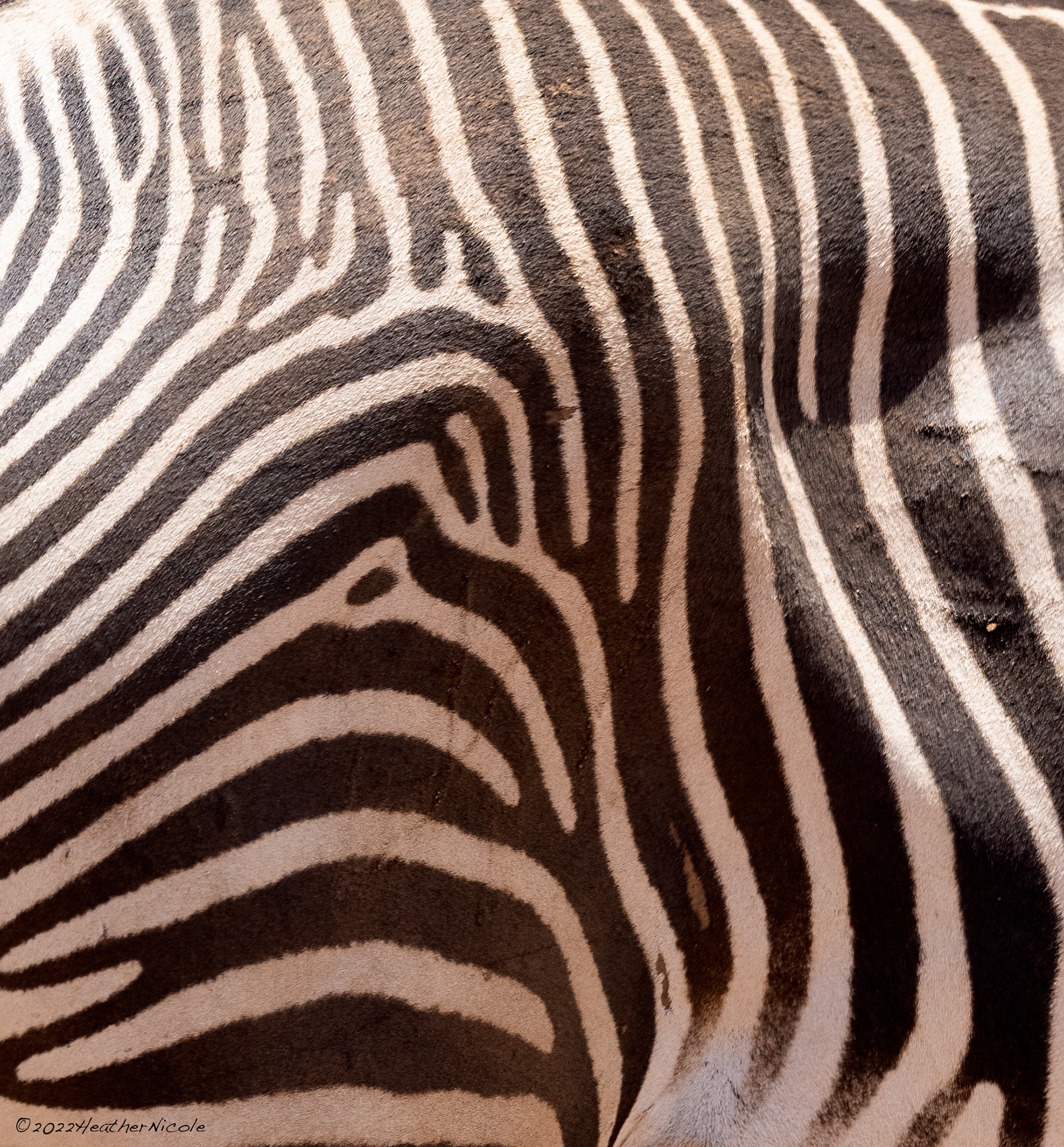 Patterns of Nature ©MomentsbyHeatherNicole