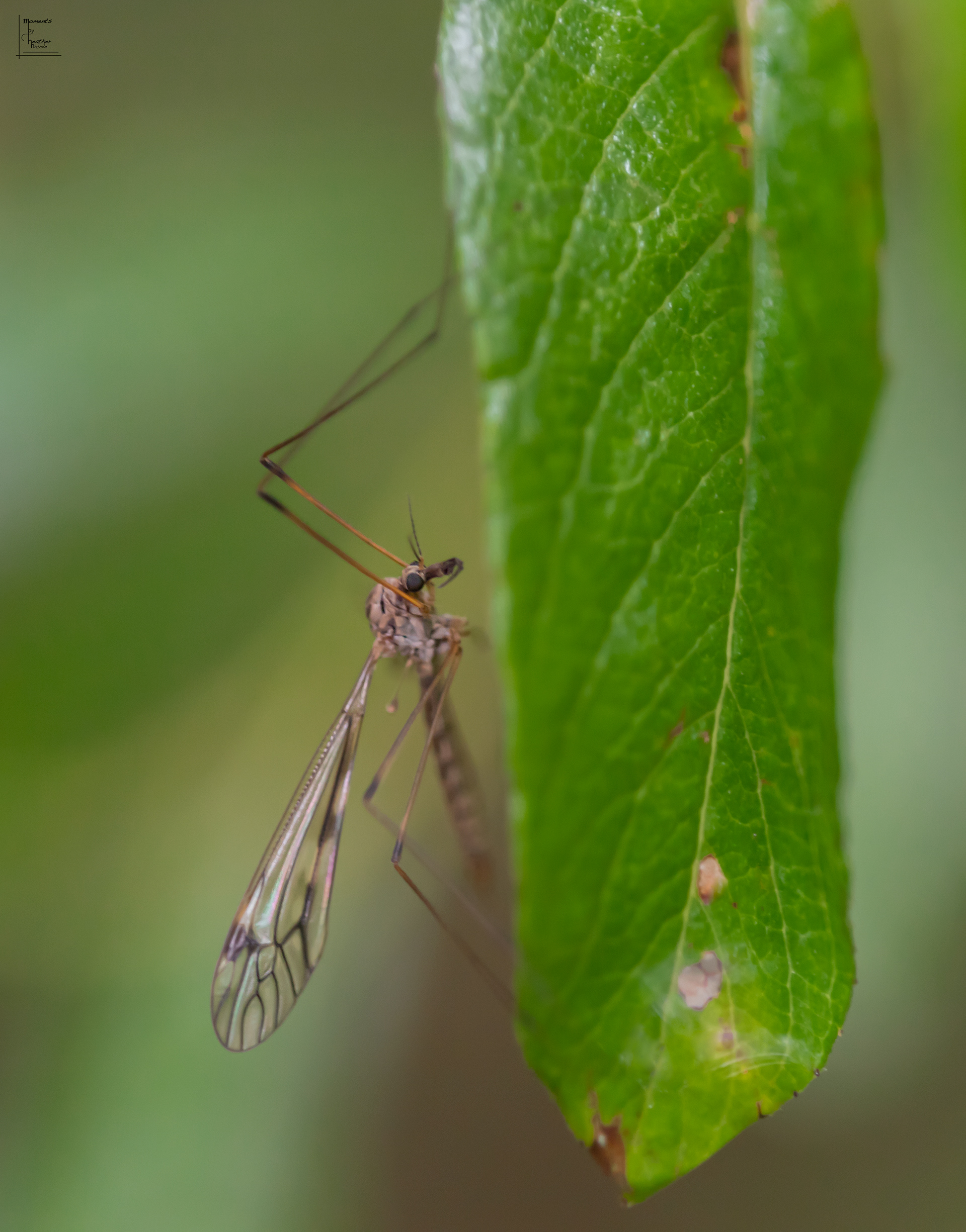 Mosquito