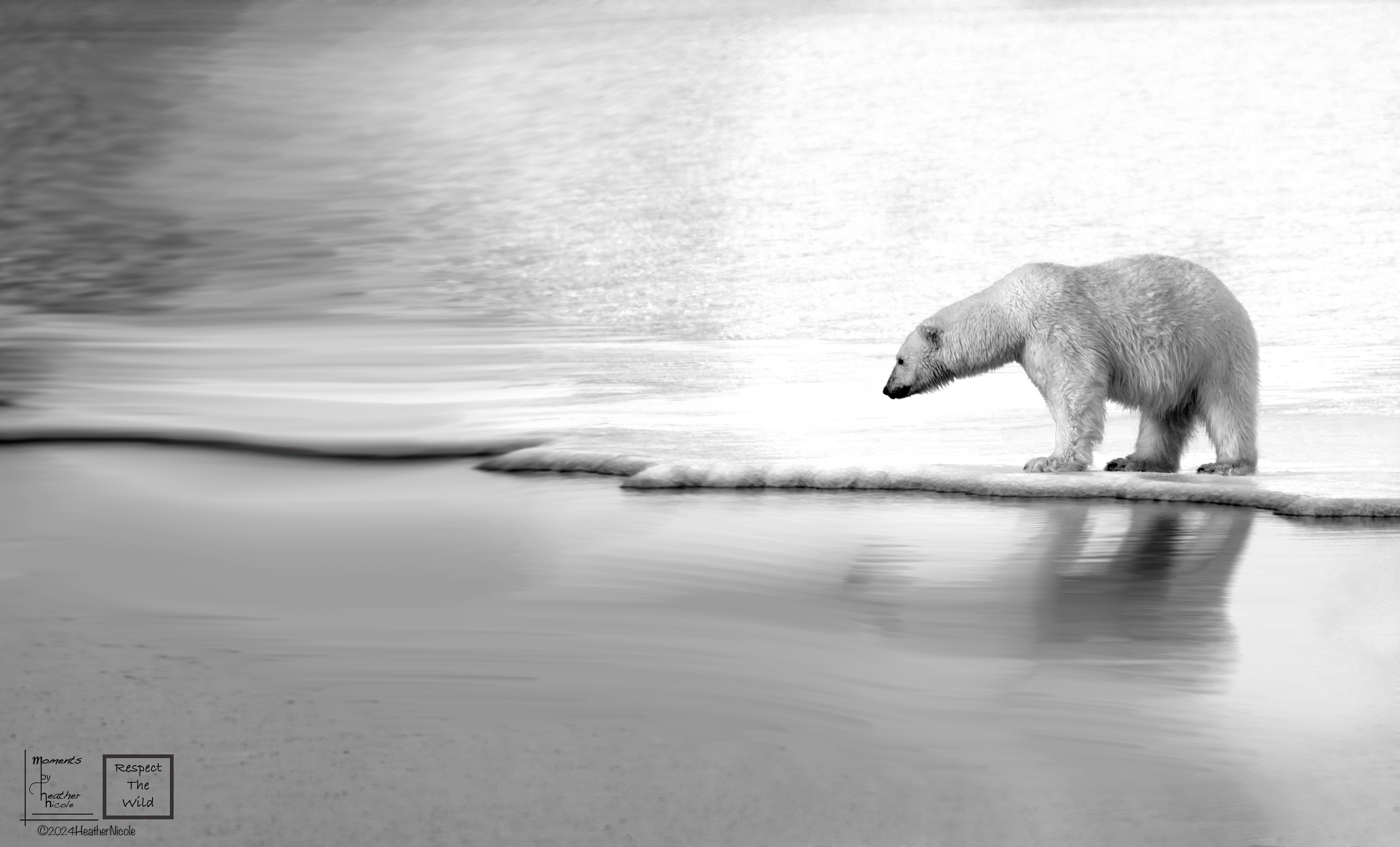 Fading - ©MomentsbyHeatherNicole