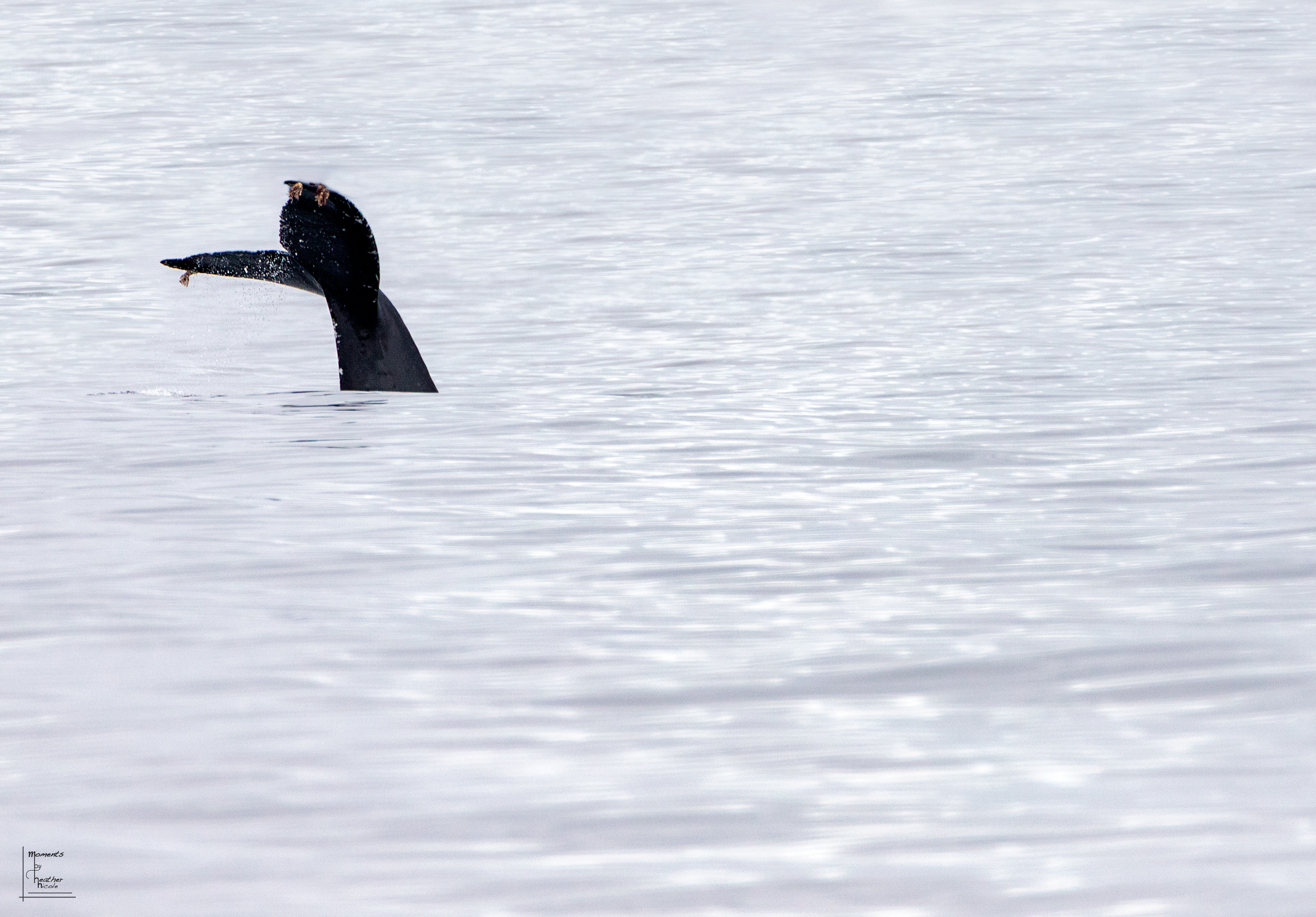 Hi Key Tail Dive