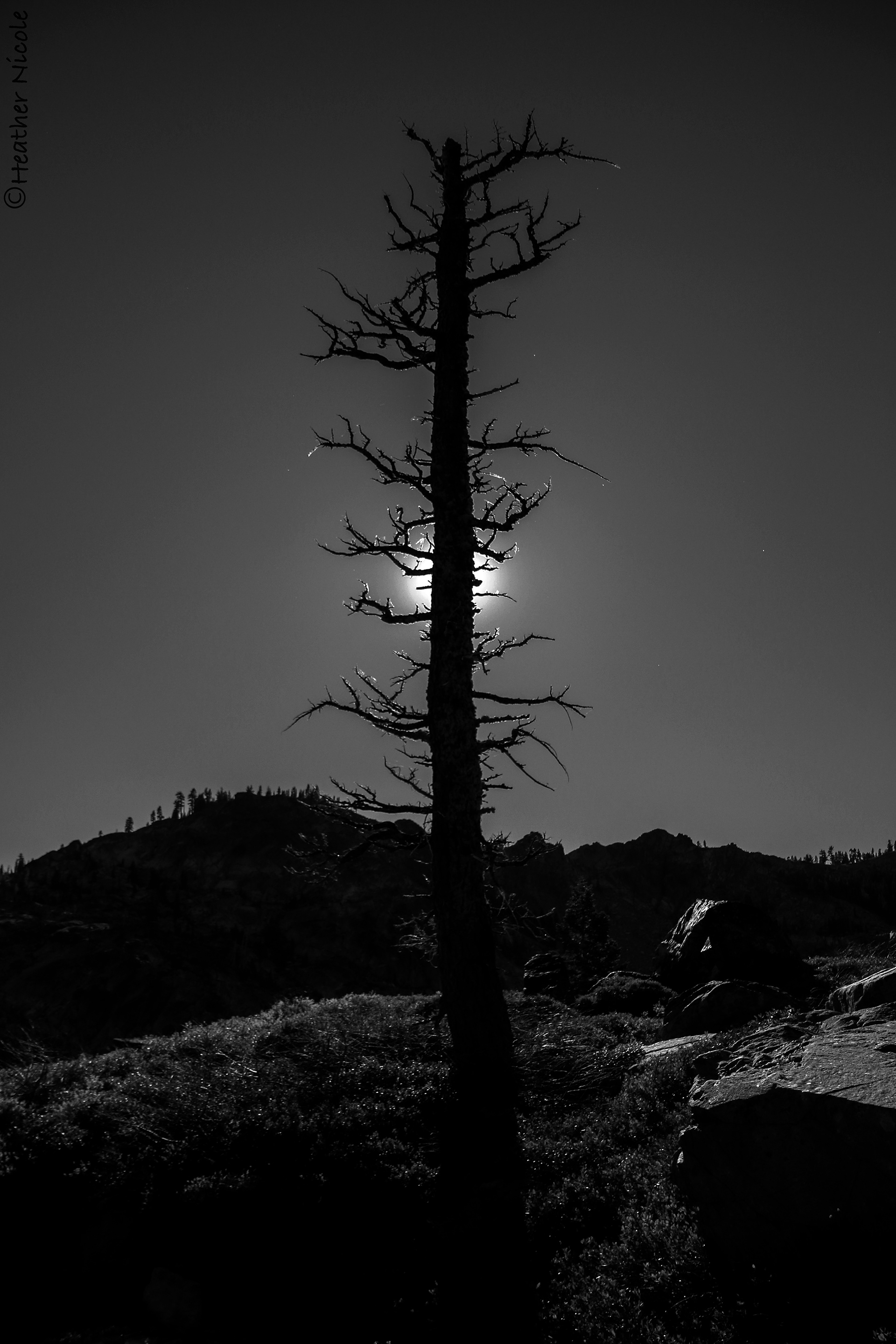 Cedar Silhouette