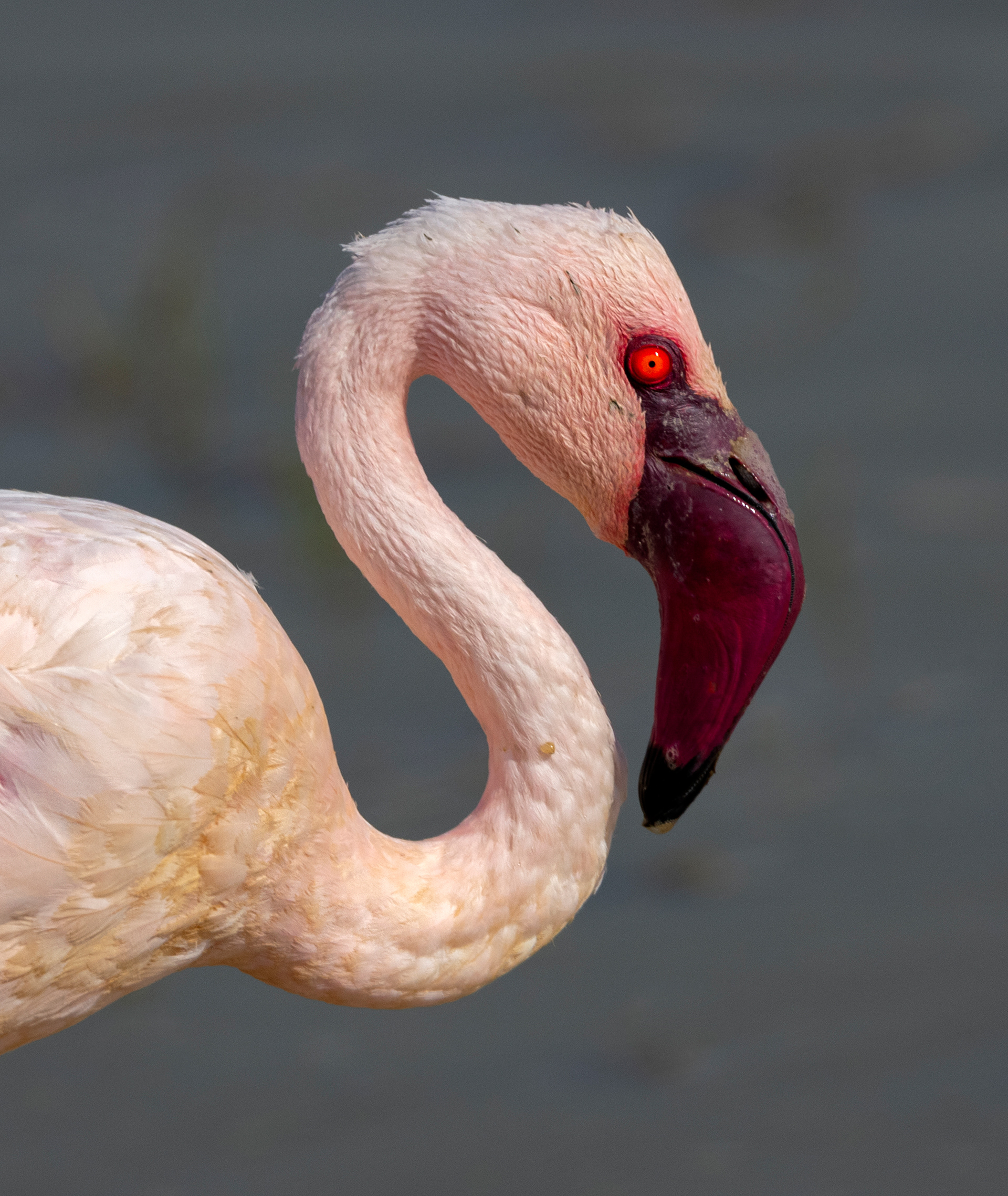 The Lesser Flamingo