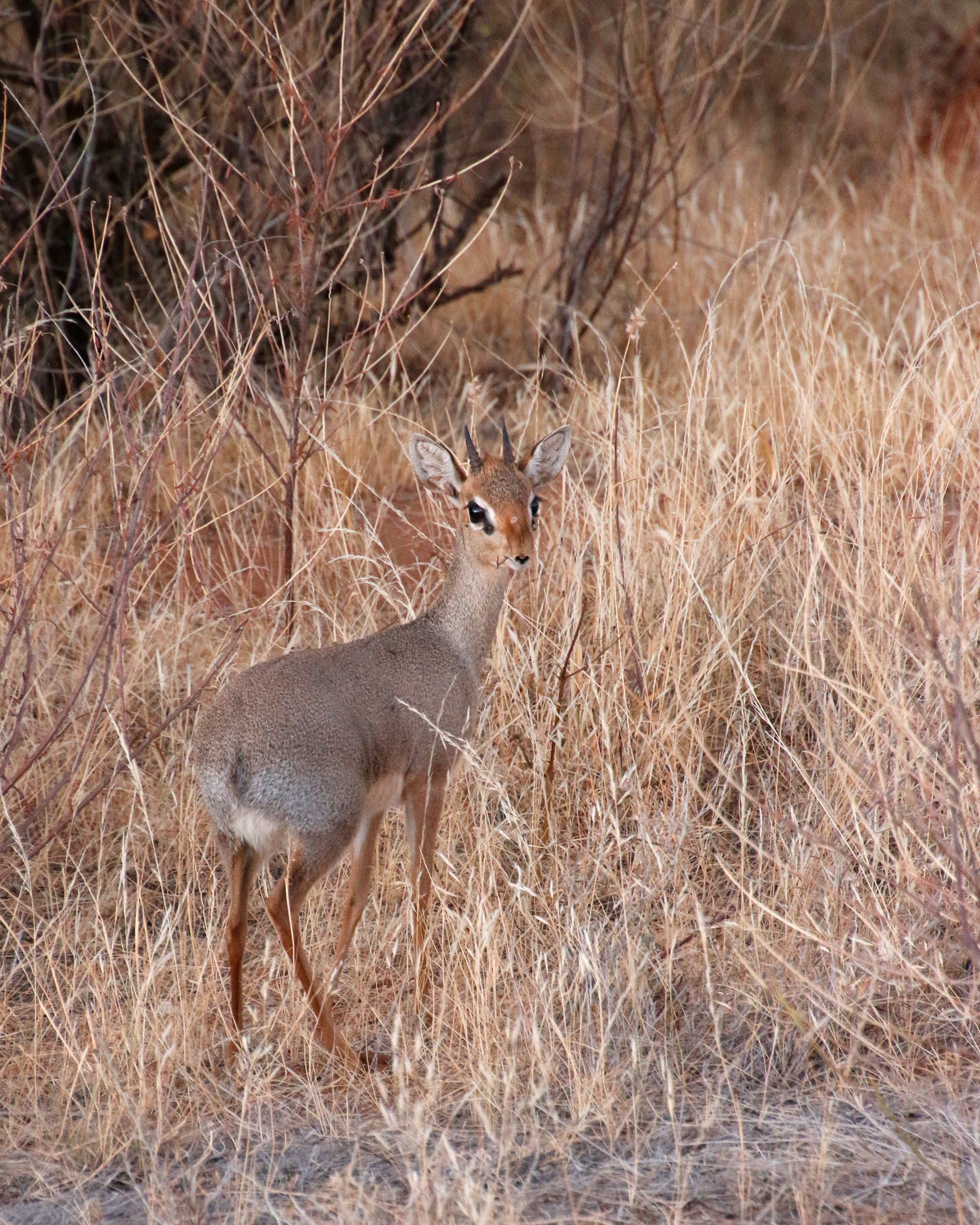 Dik Dik Look ©MomentsbHeatherNicole