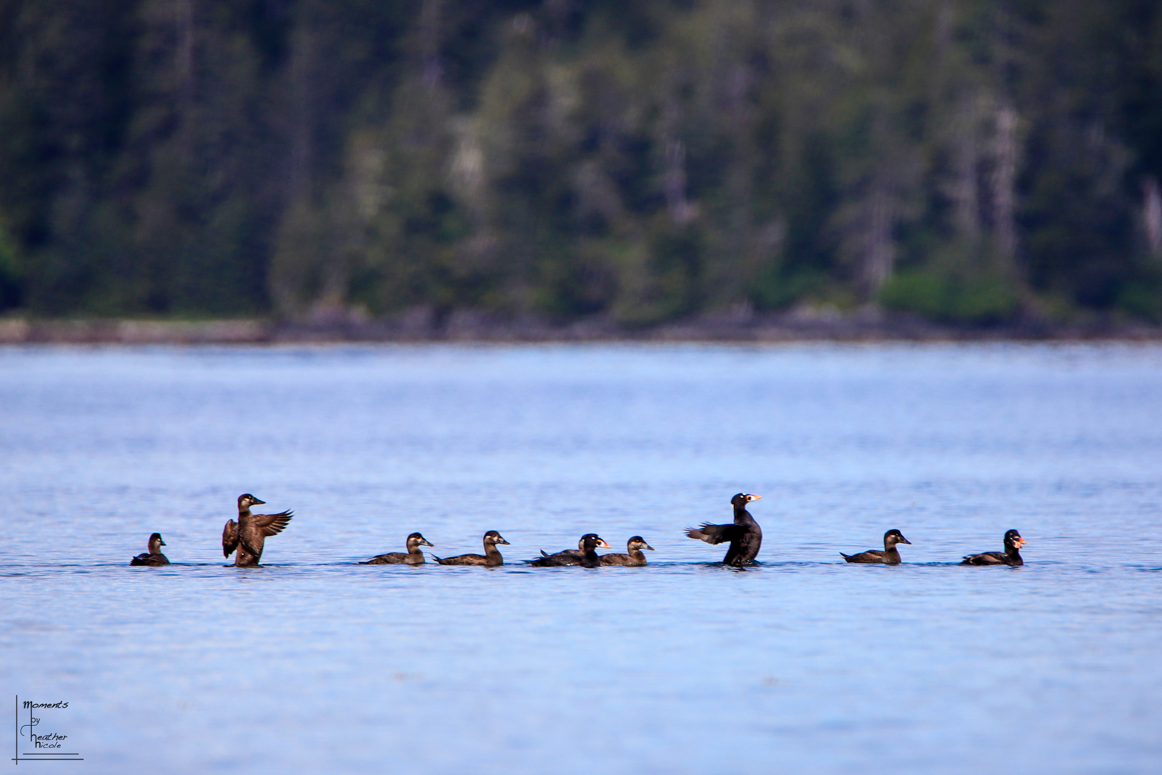 Surf Scotter - ©MomentsbyHeatherNicole
