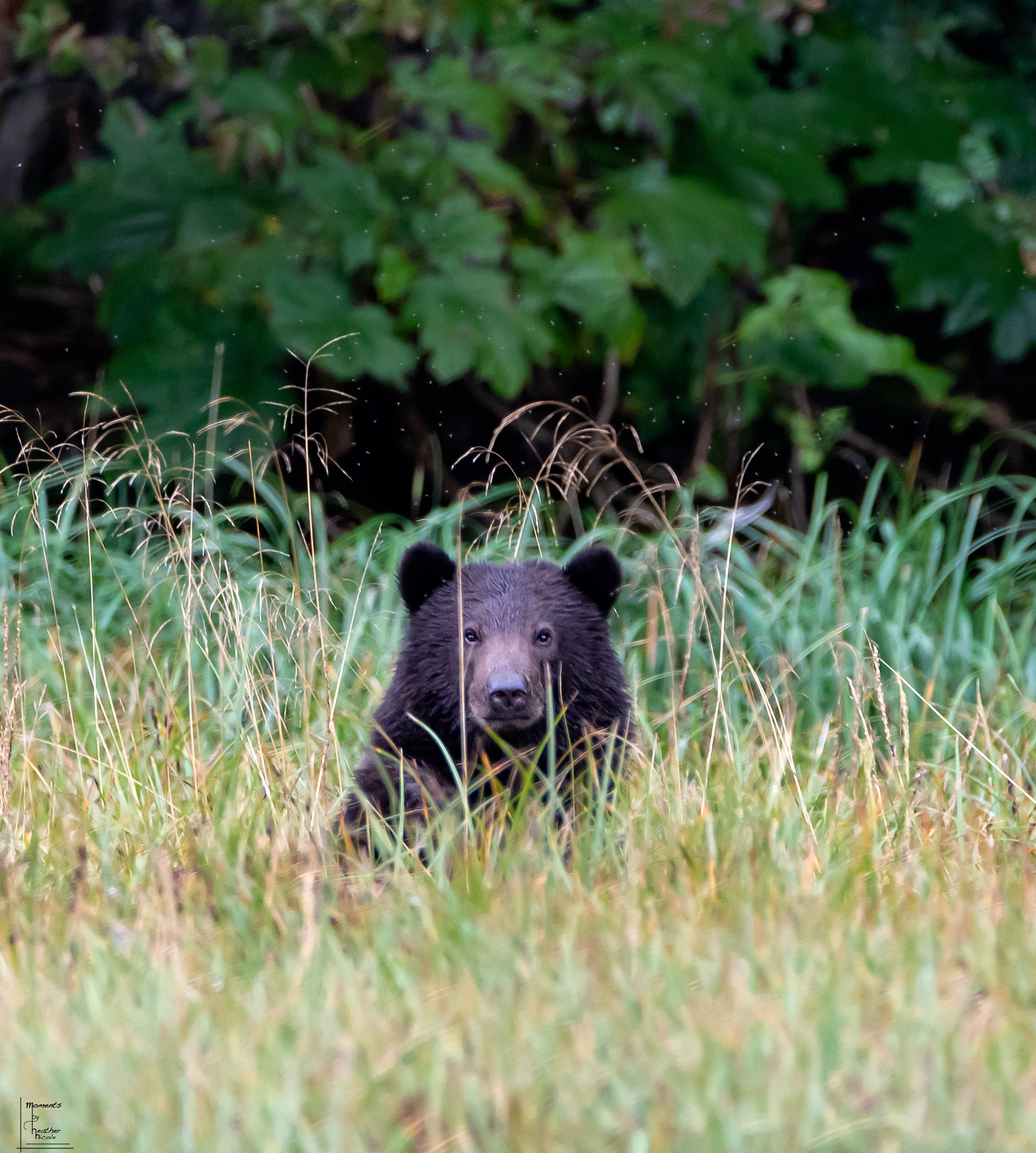 You Looking At Me?  - ©MomentsbyHeatherNicole