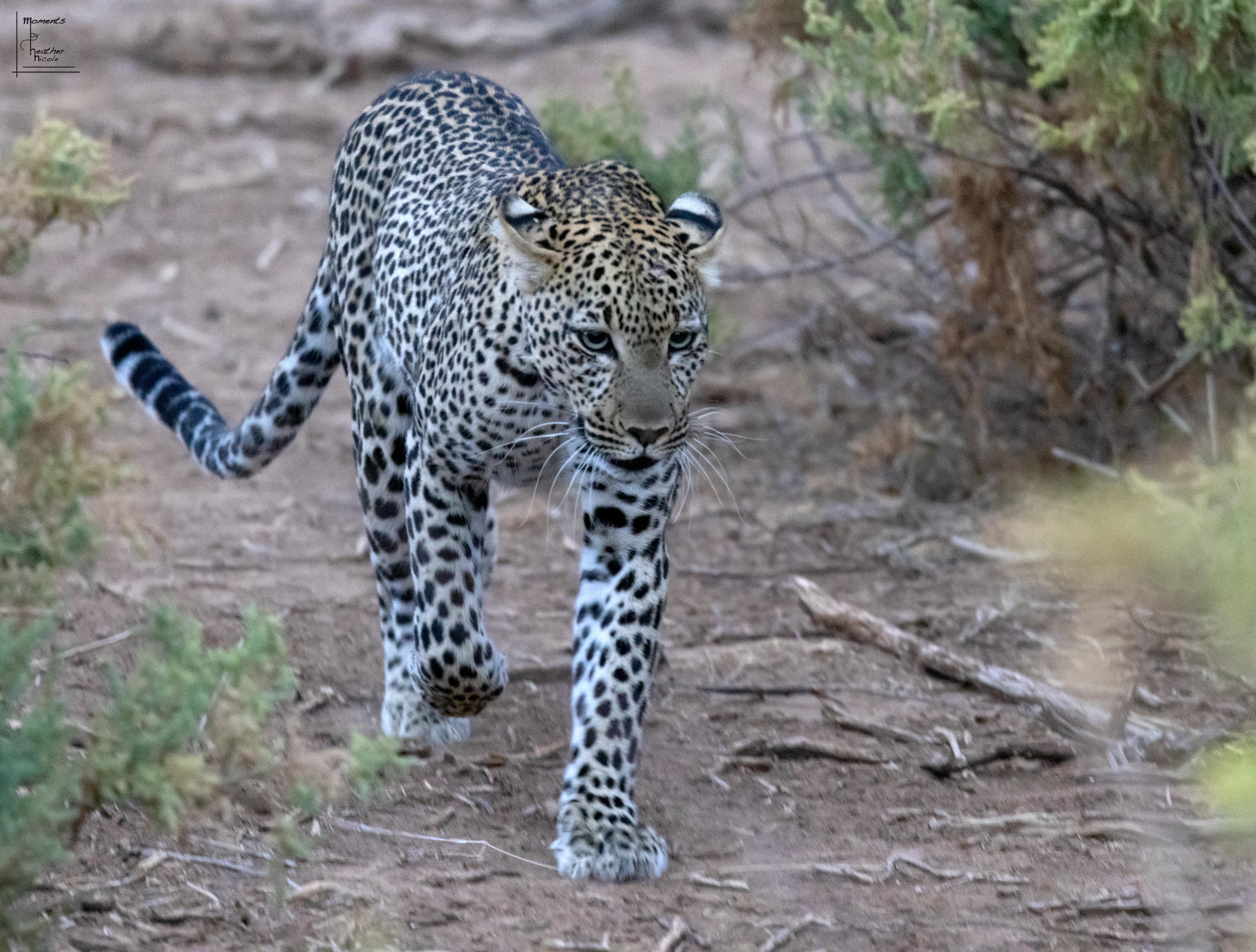 Leopard Cub ©MomentsbyHeatherNicole