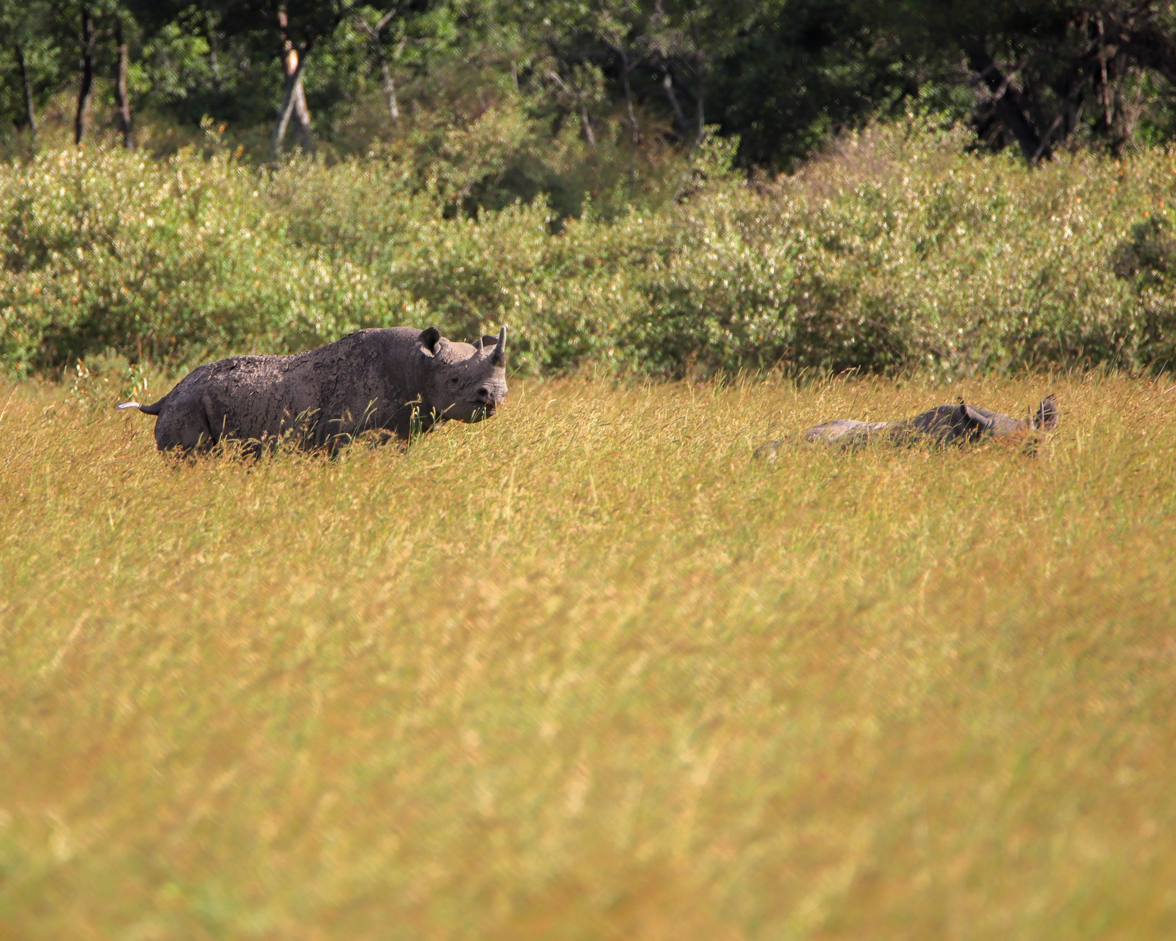 Rhinos From Afar ©MomentsbyHeatherNicole