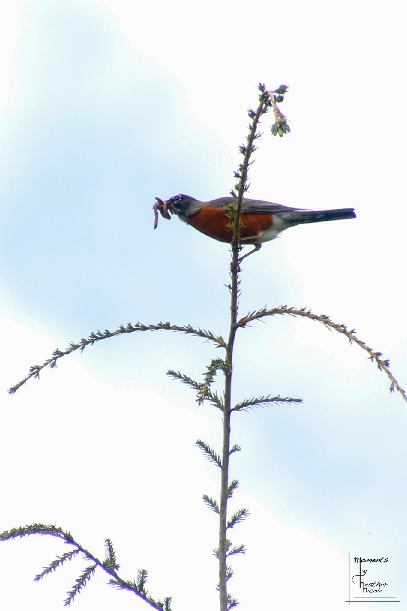 Early Bird Gets the Worm ©MomentsbyHeatherNicole