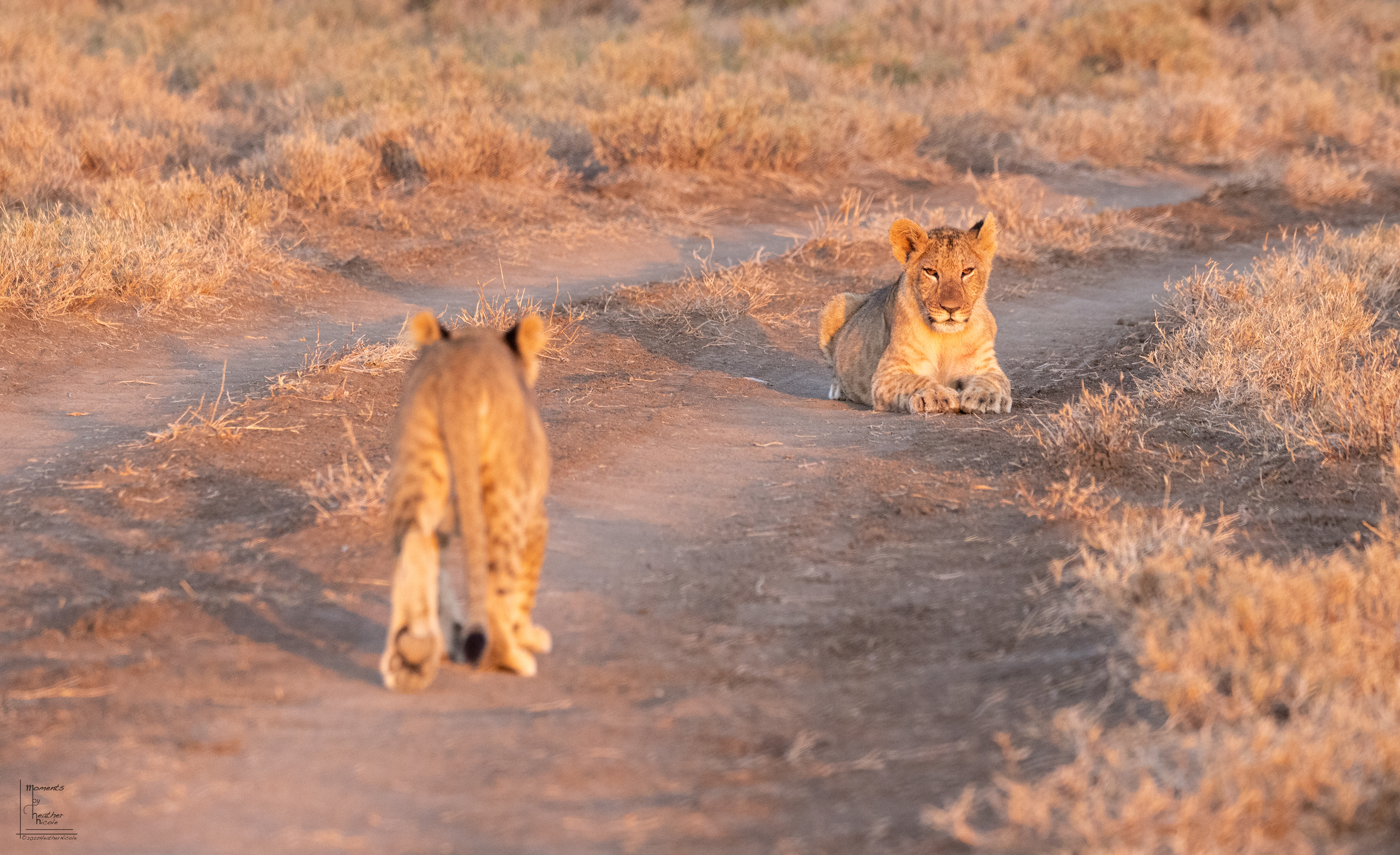 Curious Cubs ©MomentsbyHeatherNicole