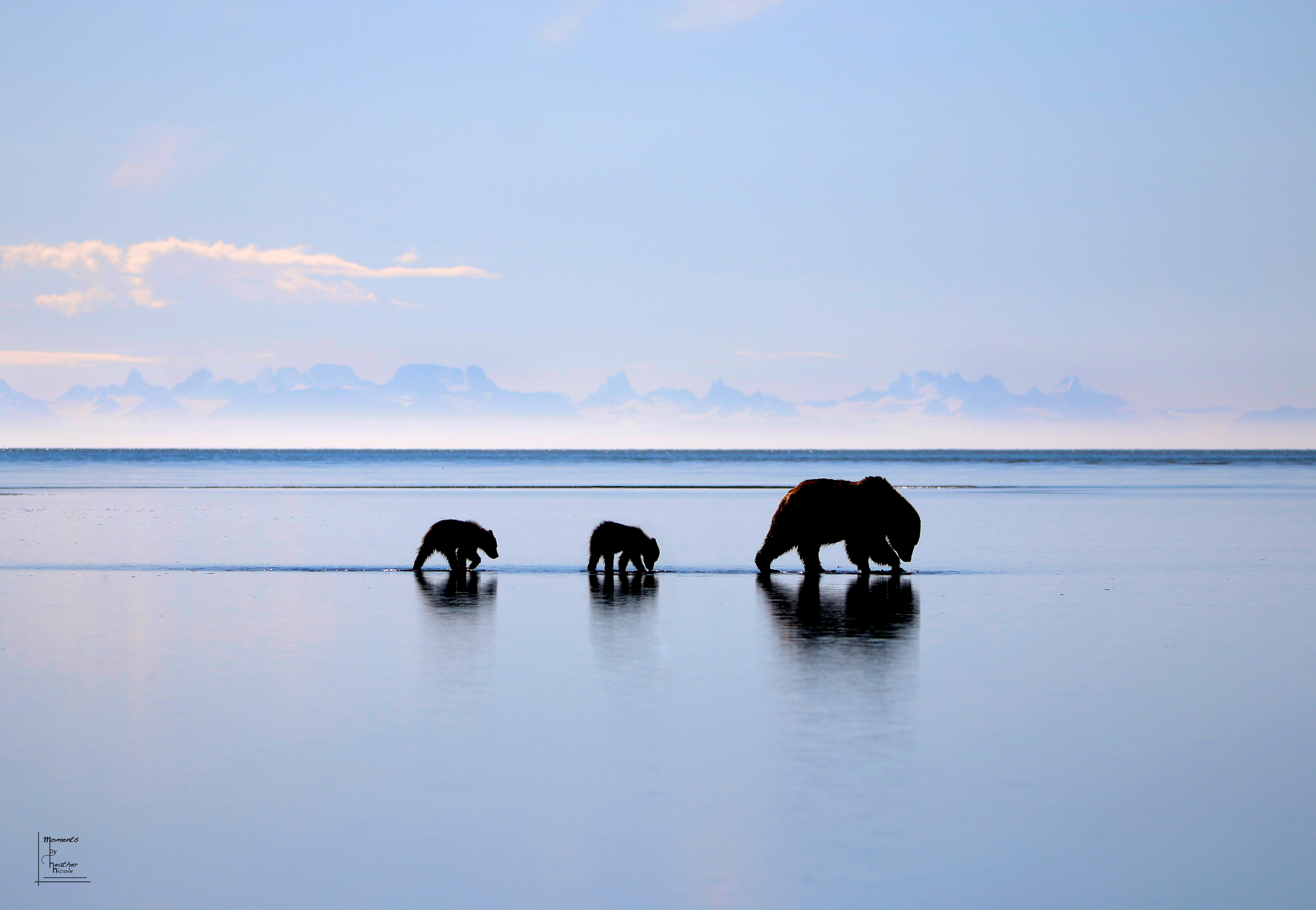 On a cool summer morning in Lake Clark National Park, a Mamma coastal brown bear guides her young into the shallows. She knows the ocean is at low tide and she knows this is the best time to search for her favorite morning snack. Clams! A perfect opportunity to teach her youngsters how to make their own breakfast! Her watch her intently. They are good students with empty bellies so they are eager to learn. The cubs mirror their mom's moves and enjoy fresh clams which they found all on their own! Mother's Day is right around the corner. Now mom knows her kids can bring her breakfast in bed. No excuses!