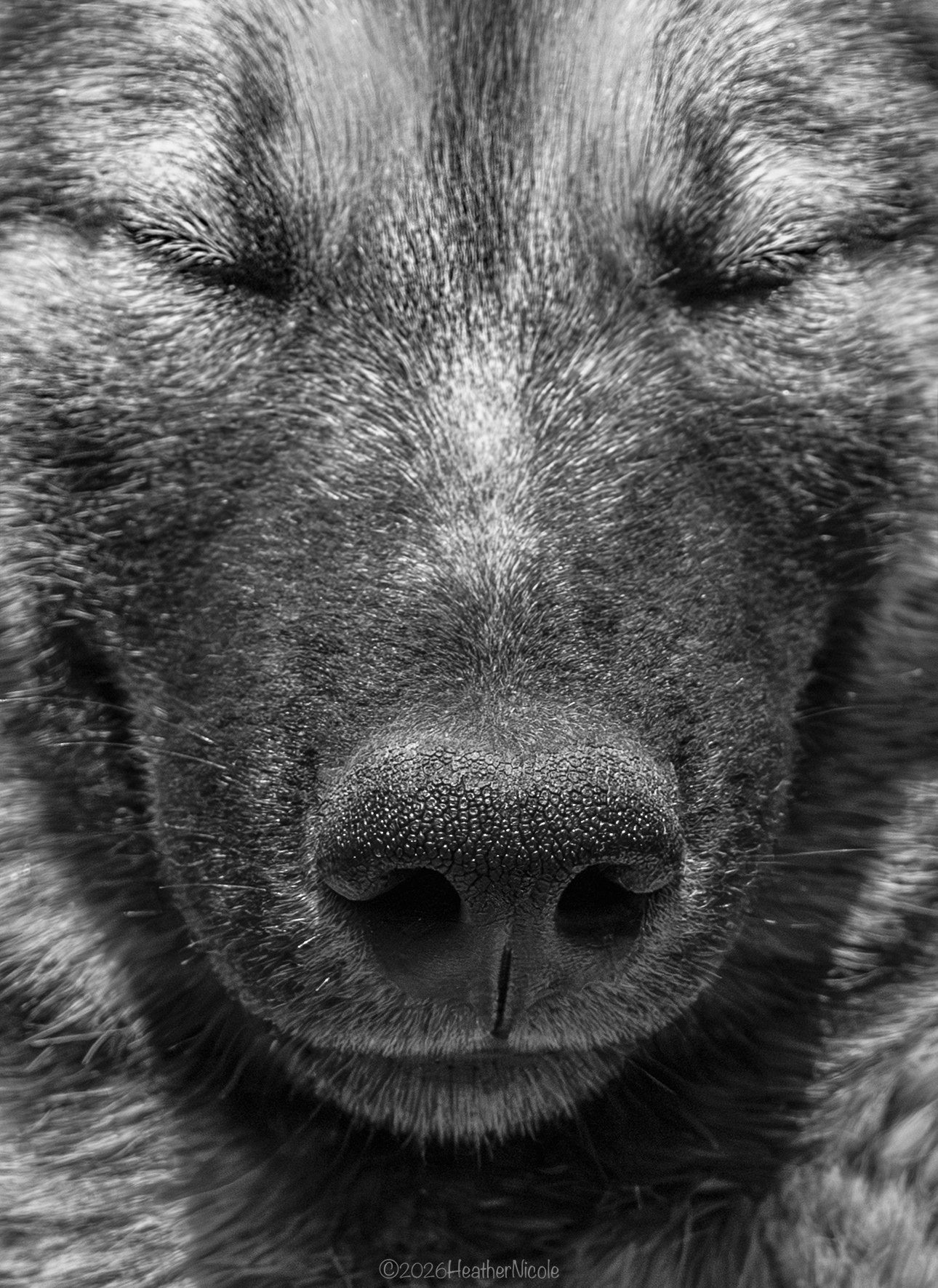 The Greenland Dog