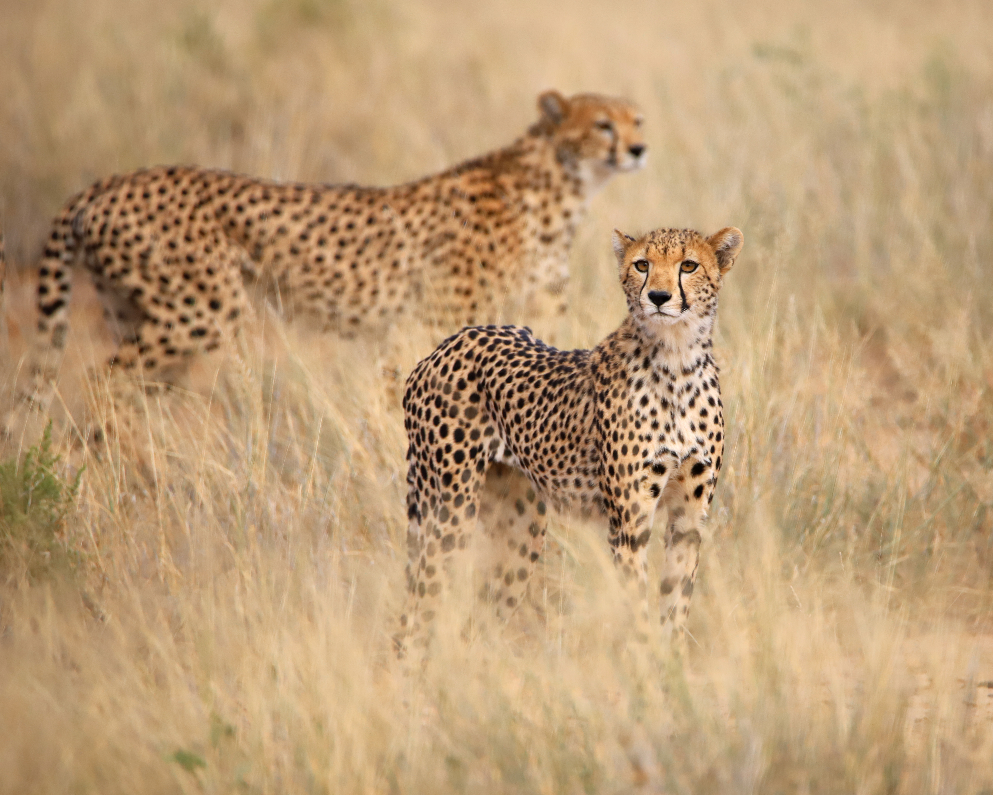 Cheetah Look ©MomentsbyHeatherNicole