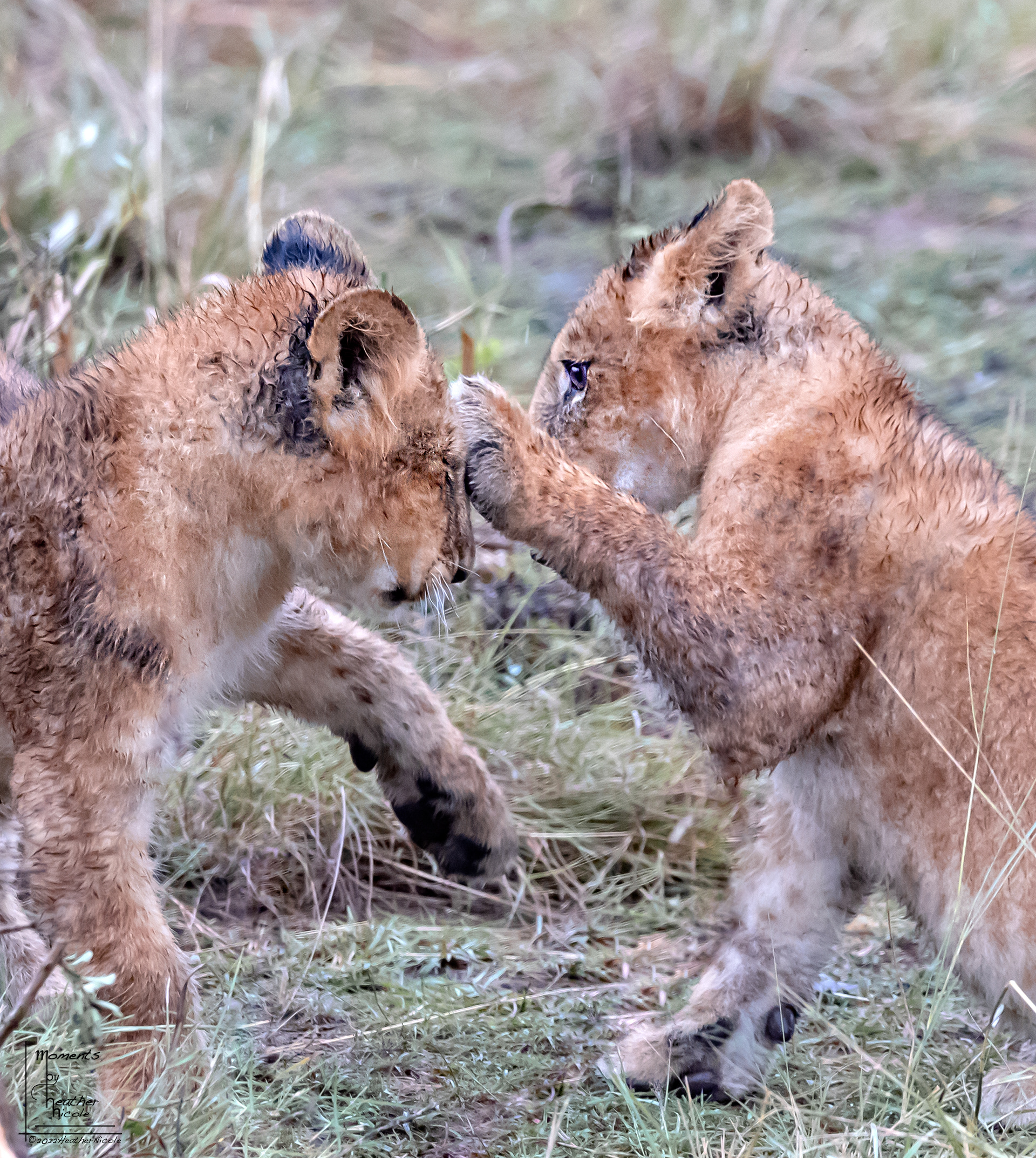 Boop! ©MomentsbyHeatherNicole