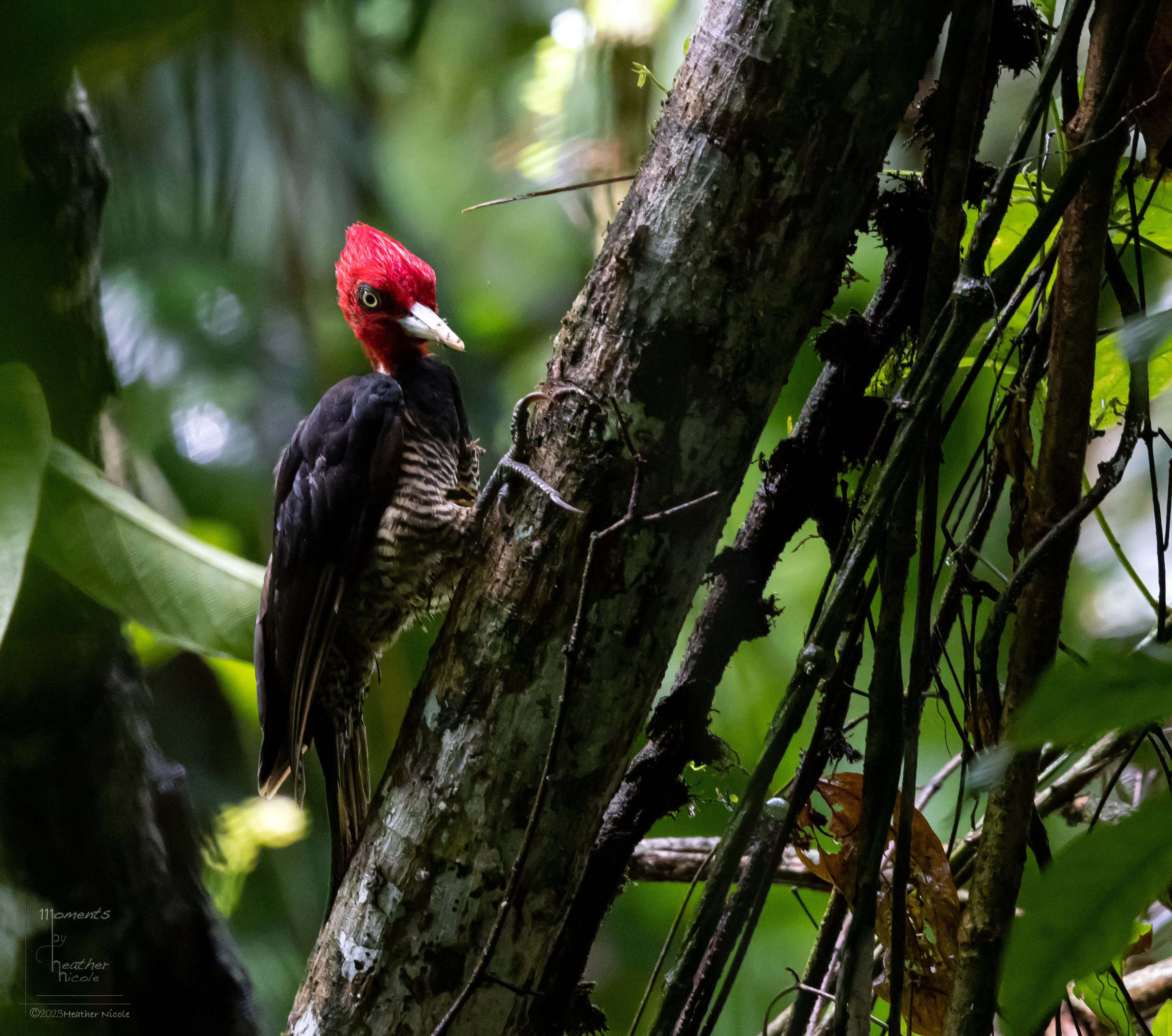 Pale-Billed Woodpecker  ©MomentsbyHeatherNicole 