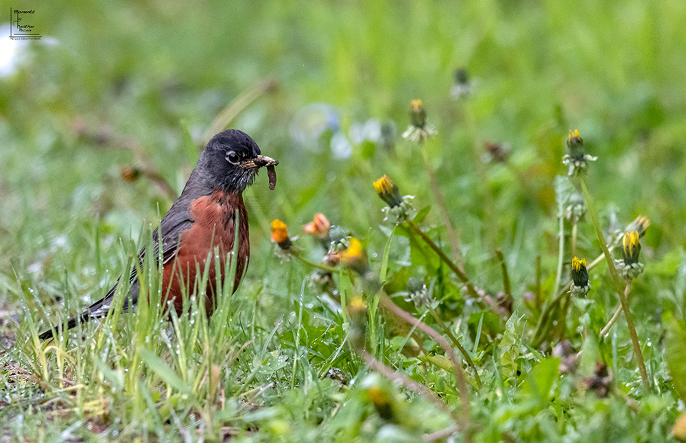 Robin Lunch - ©MomentsbyHeatherNicole
