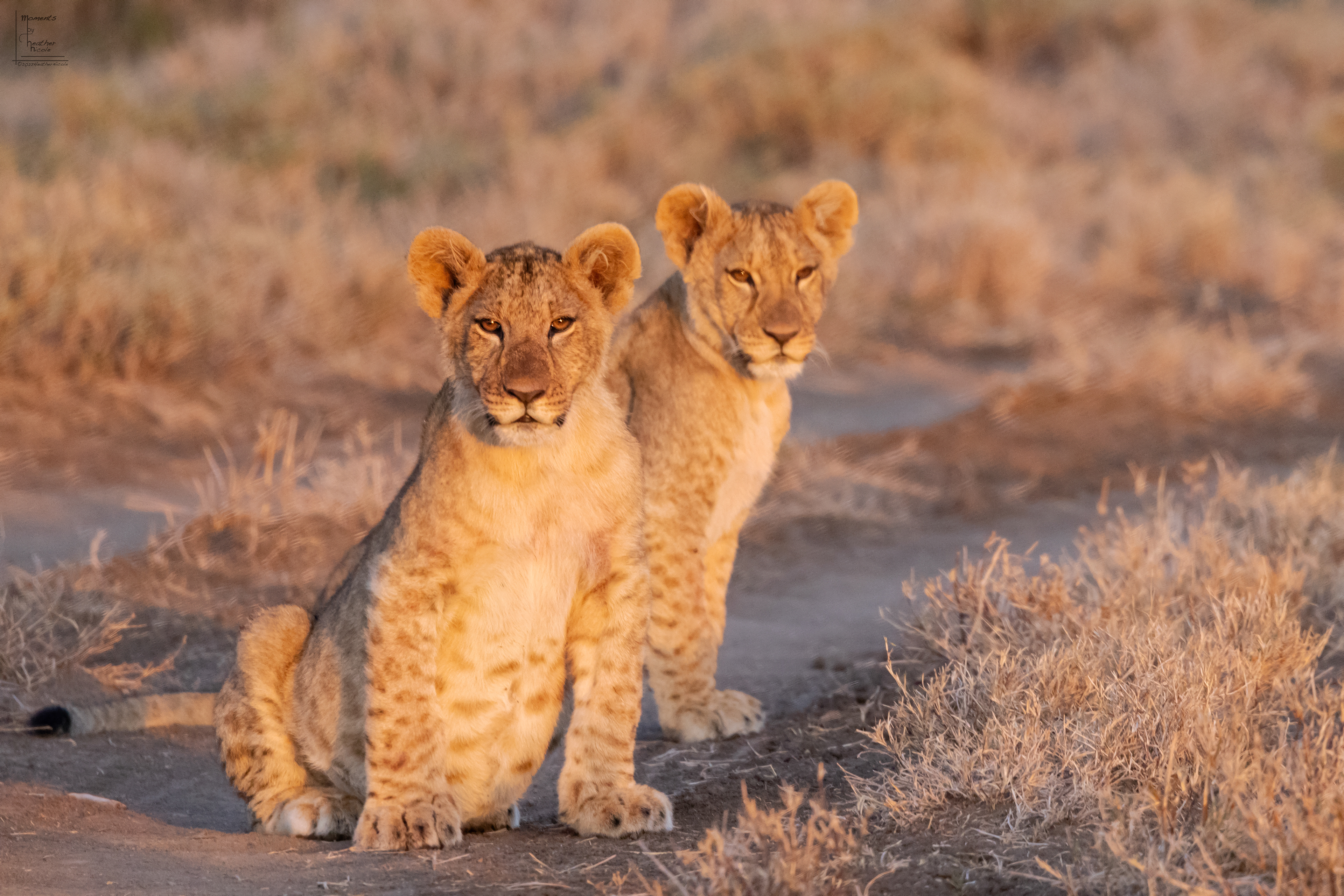 Full Lion Cubs ©MomentsbyHeatherNicole