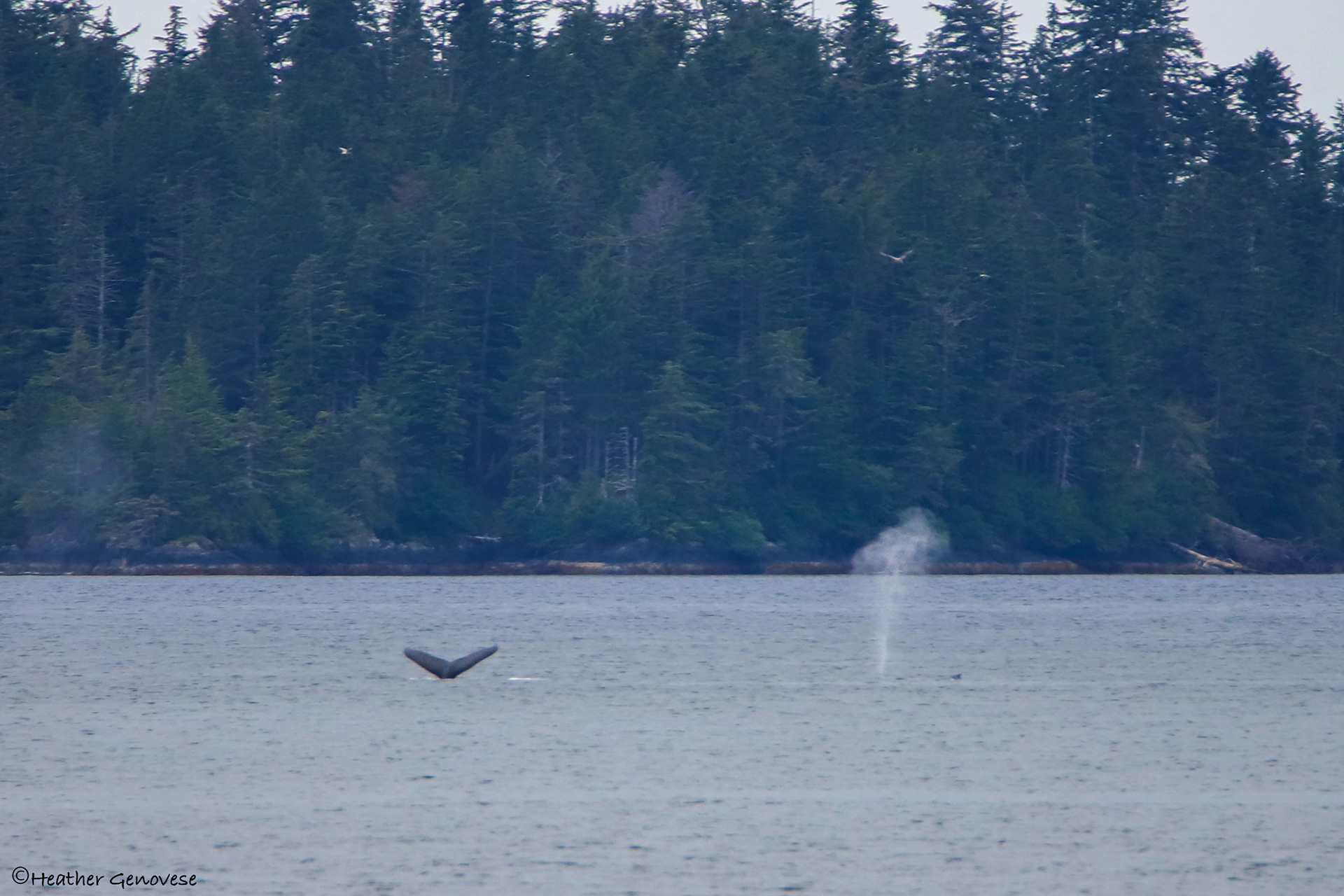 Whale Spouts ©MomentsbyHeatherNicole