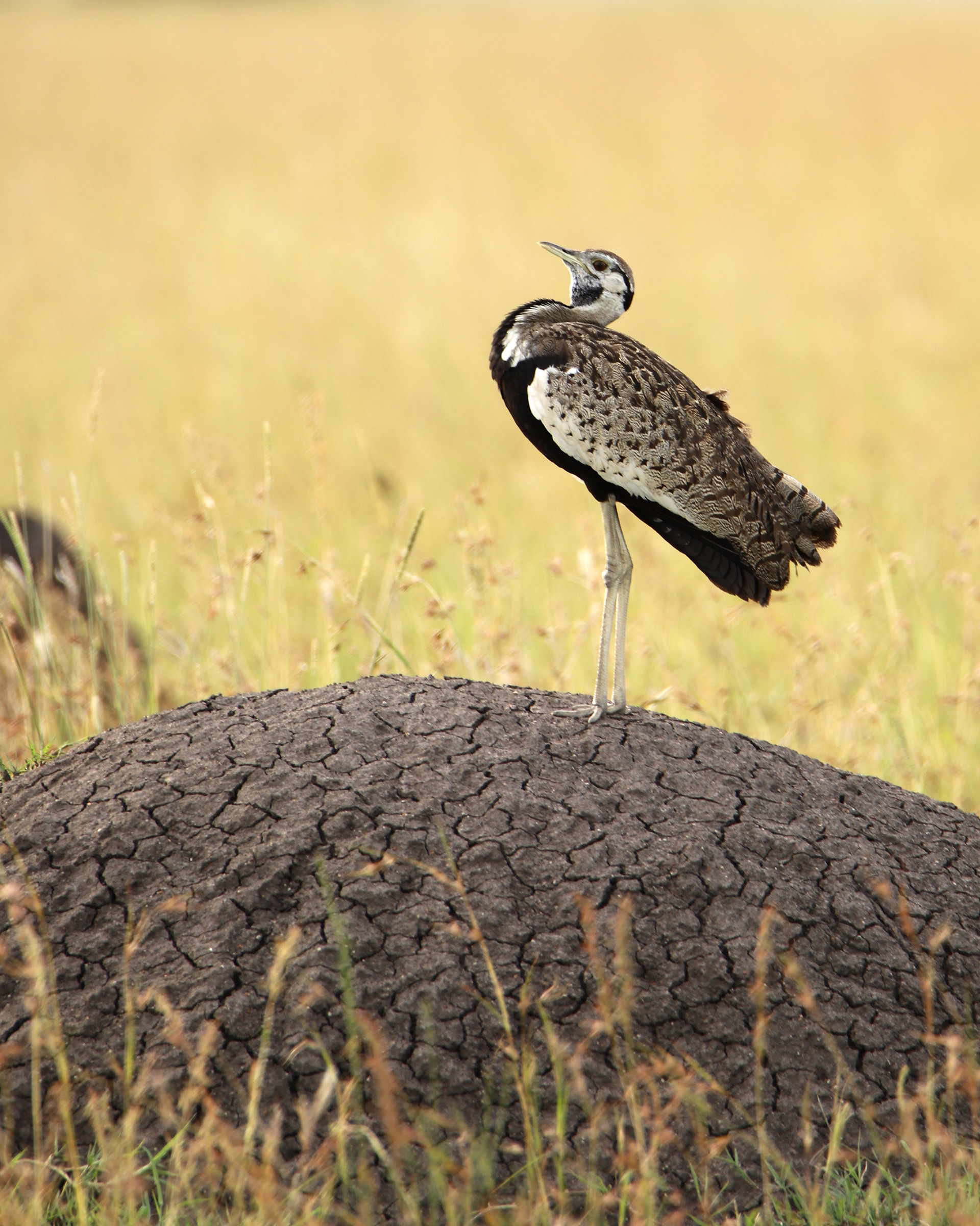 Do yourself a favor and Google the calls of a black-bellied bustard. Trust me. ©MomentsbyHeatherNicole