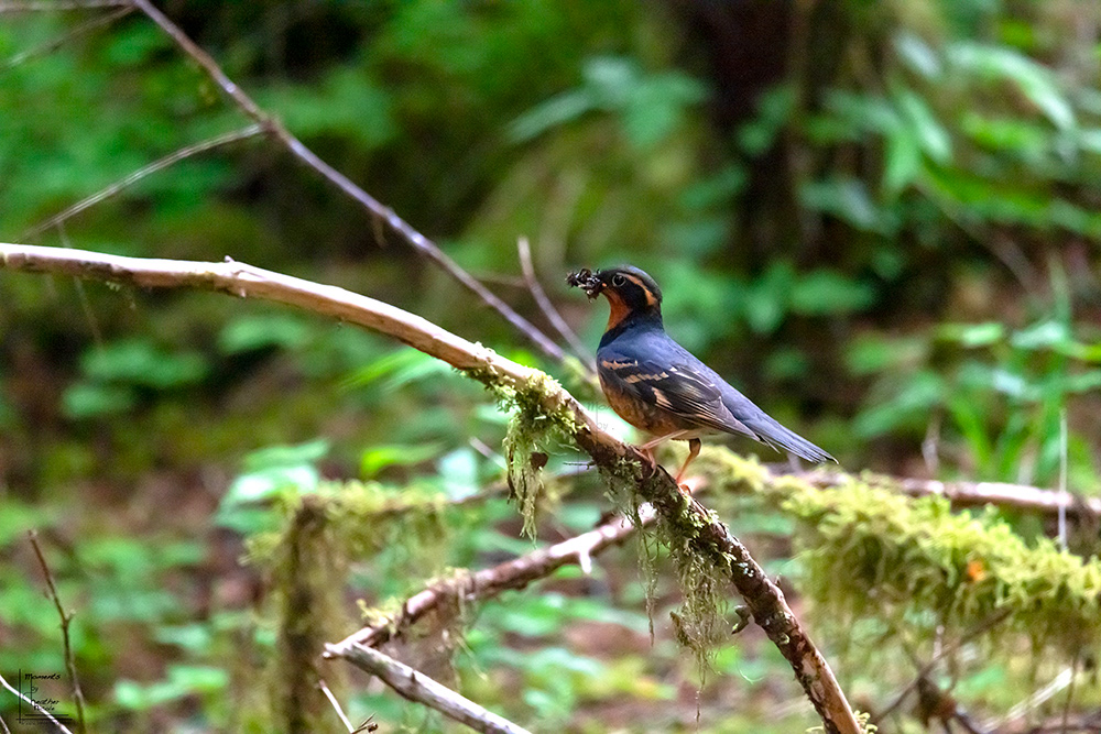 Varied Thrush - ©MomentsbyHeatherNicole