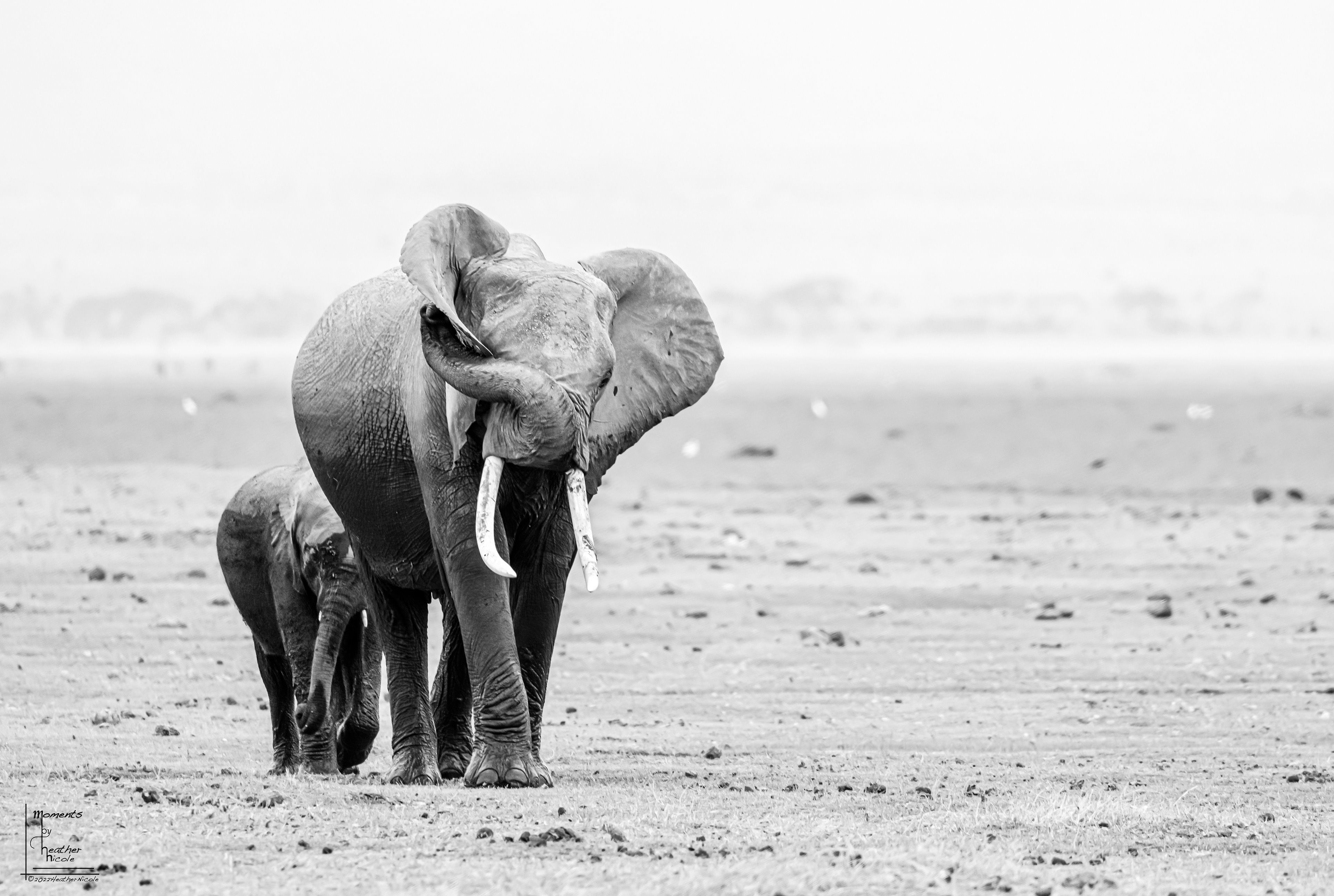 "There is something in my eye."  - ©MomentsbyHeatherNicole