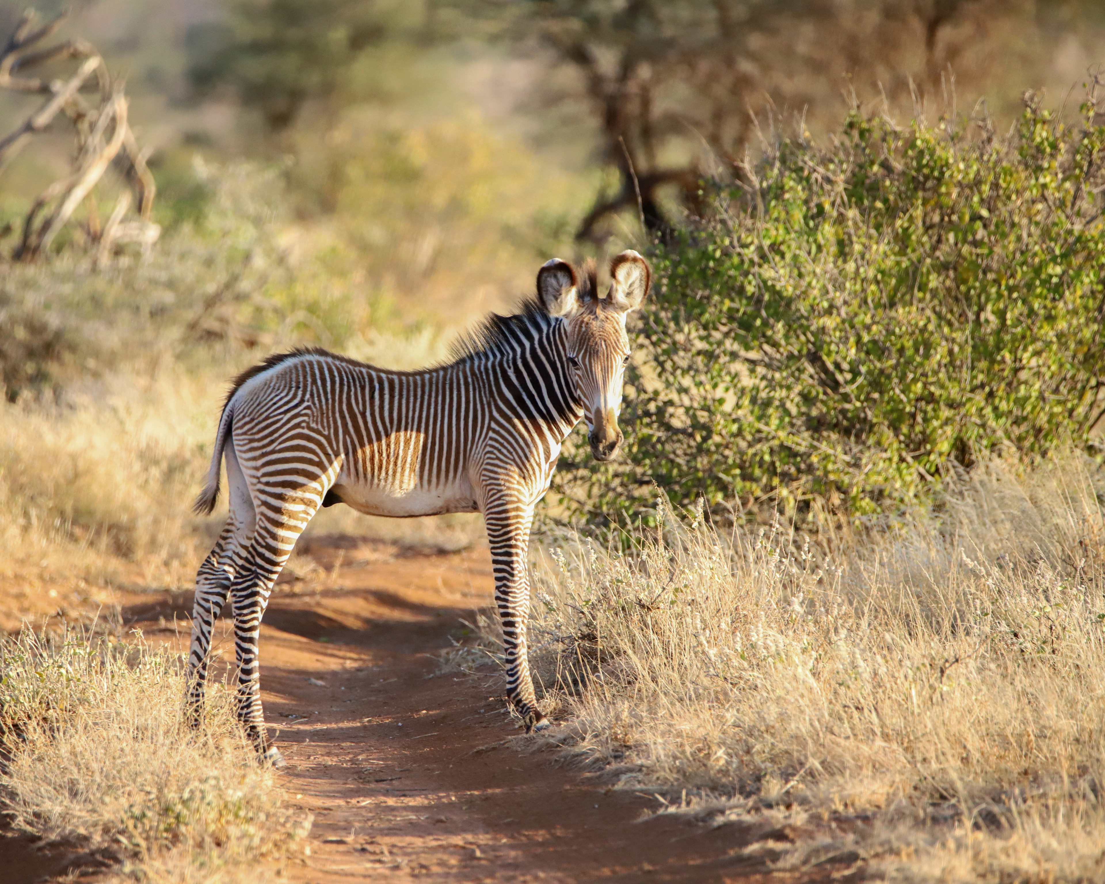Young Grevy's ©MomentsbyHeatherNicole