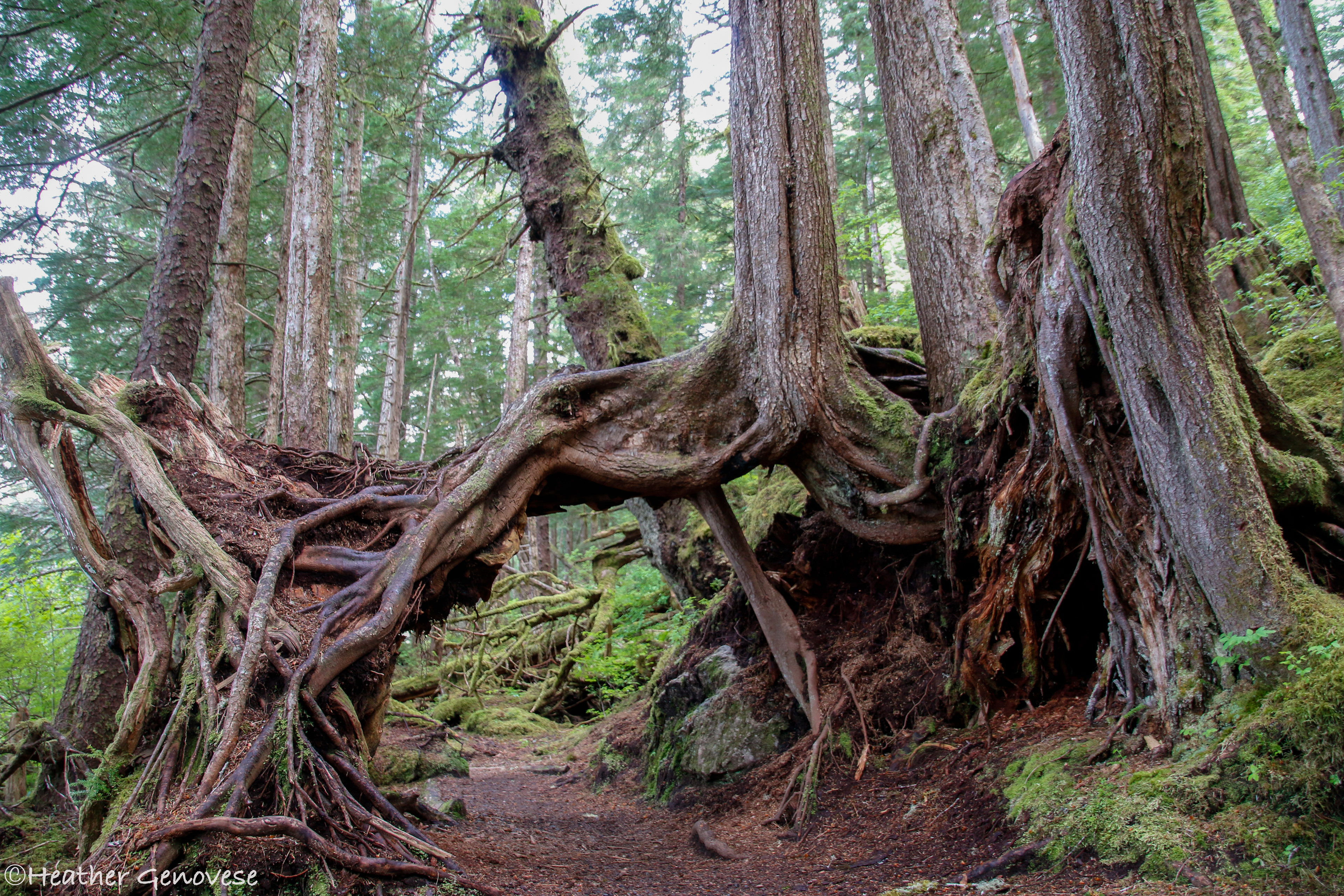 Mosquito Cove Path ©MomentsbyHeatherNicole