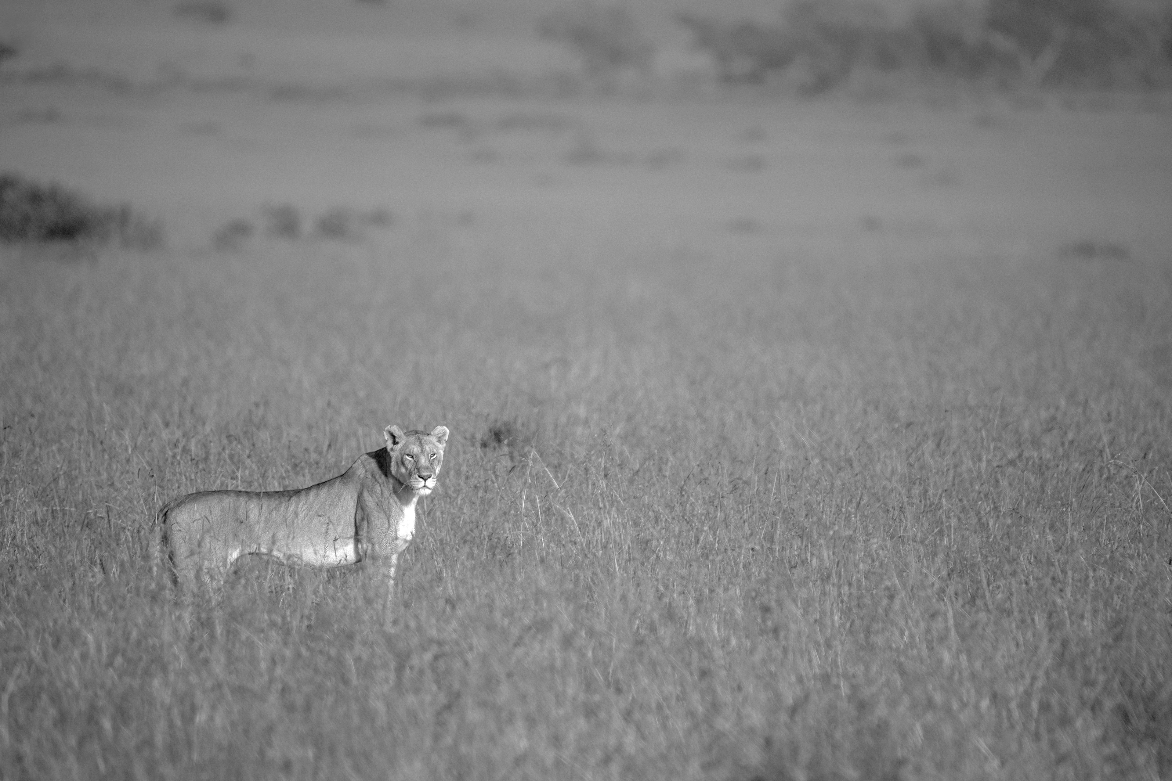 Lion Look - ©MomentsbyHeatherNicole