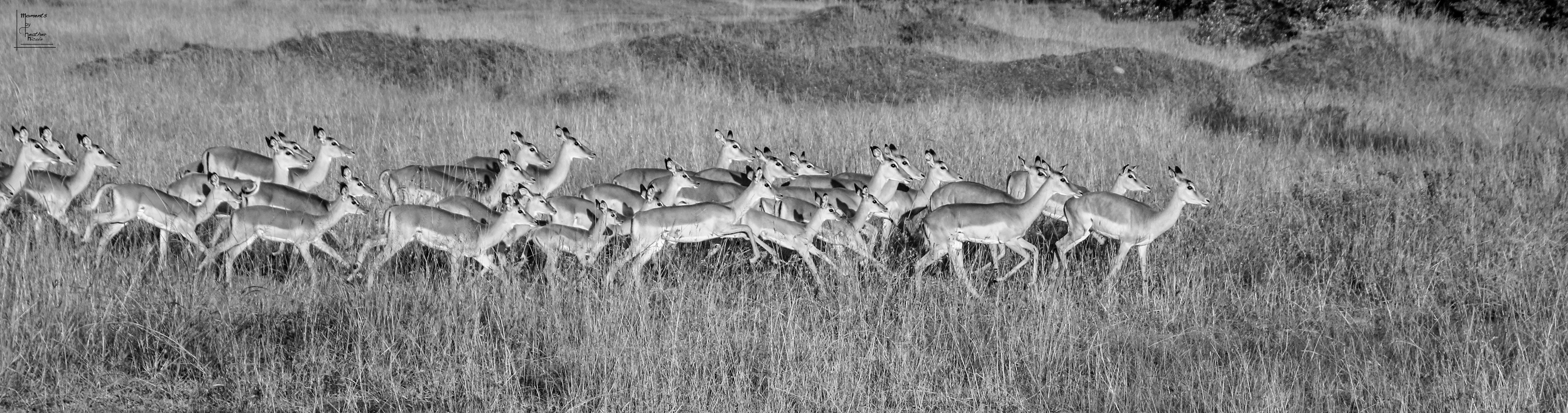 The Herem - ©MomentsbyHeatherNicole