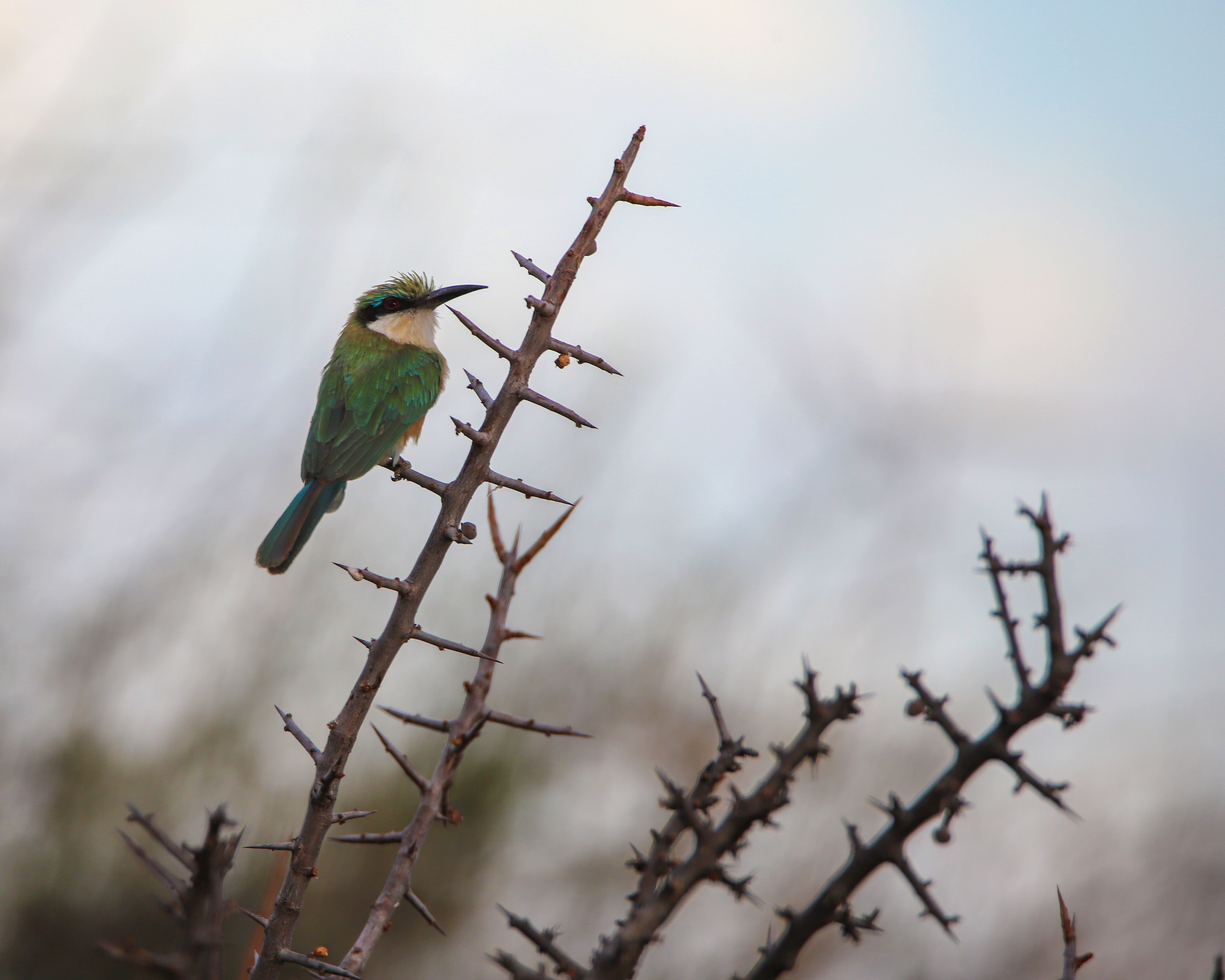 Somali Bee-Eater ©MomentsbHeatherNicole