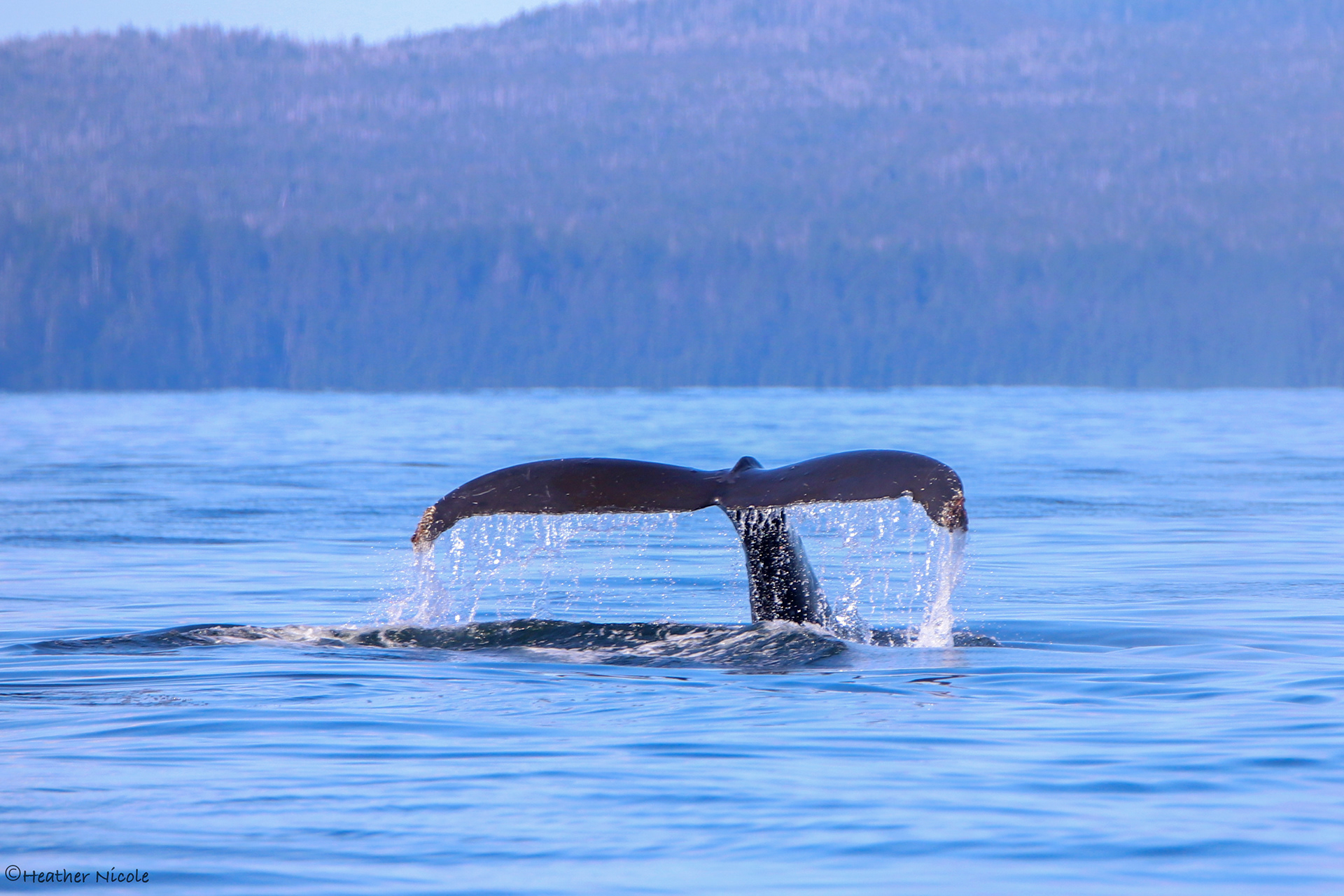 Dive - ©MomentsbyHeatherNicole