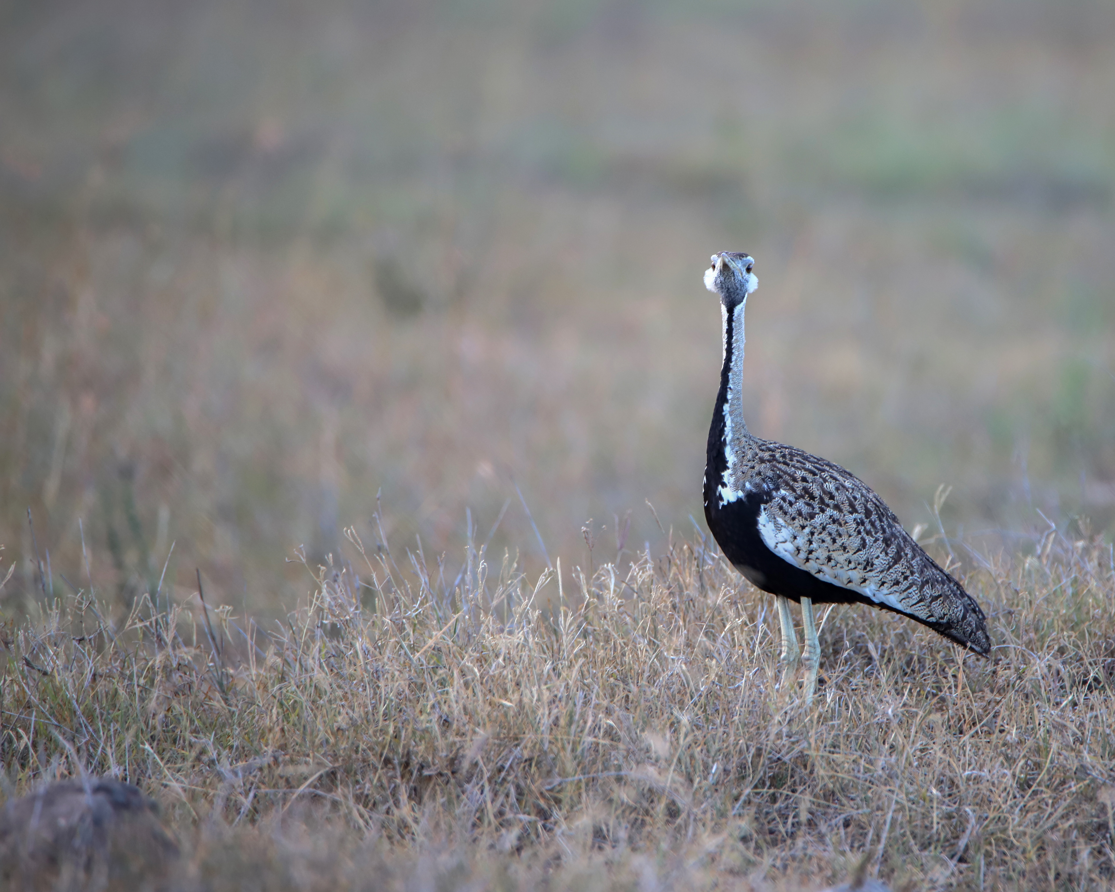 Black Bellied Bustard ©MomentsbyHeatherNicole